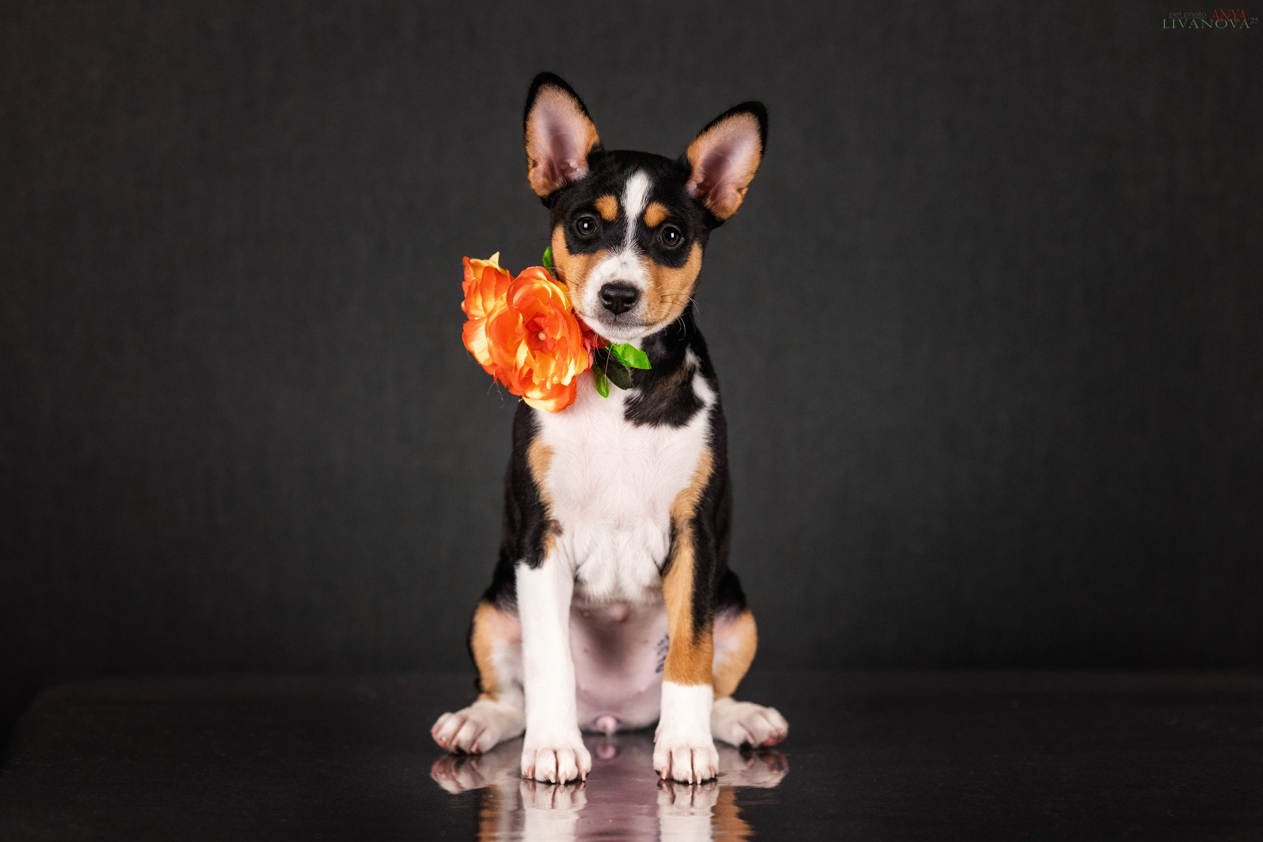 Басенджи. Фотограф анималист Аня Ливанова | Рыбинск