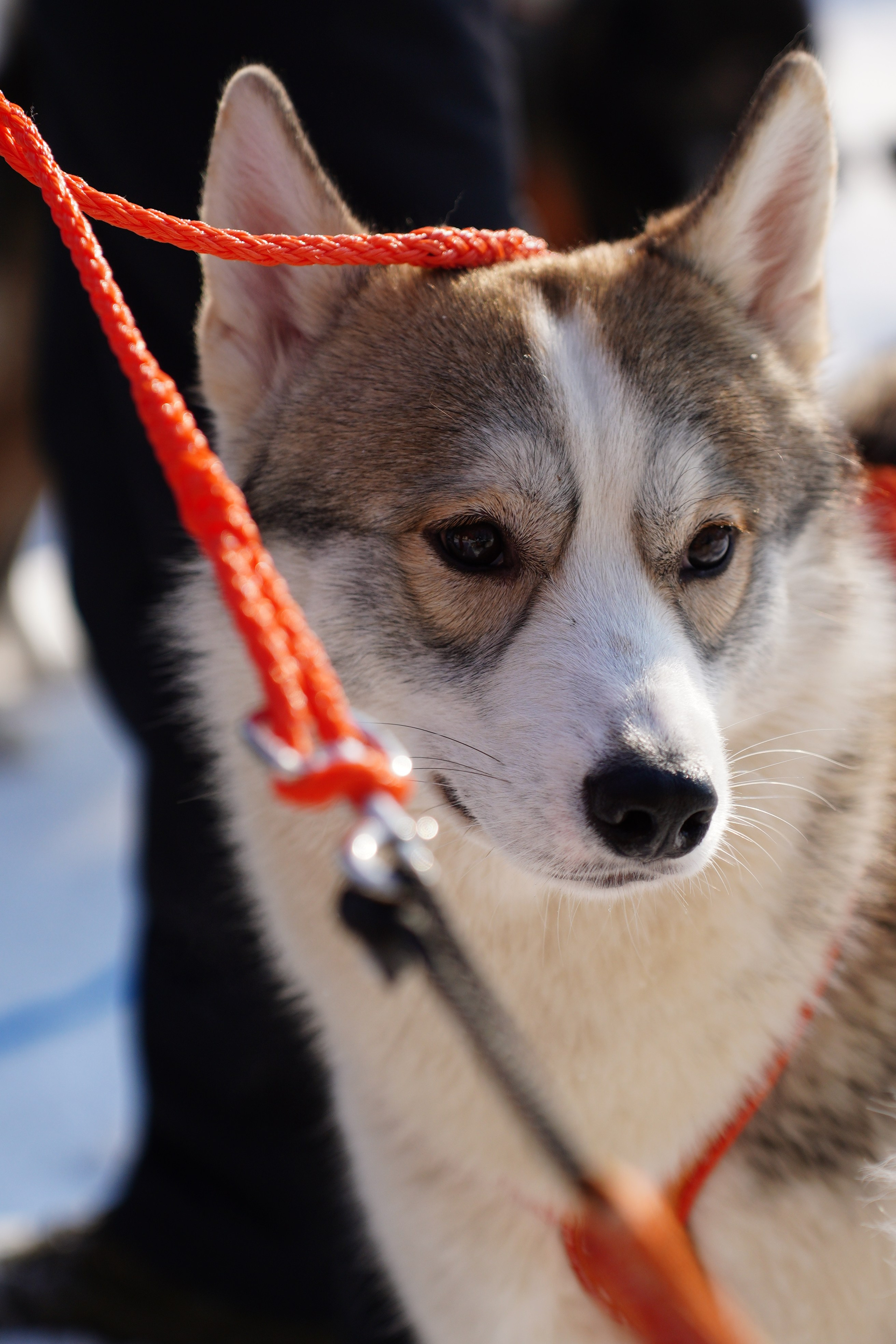 Благотворительная Акция «Ищу Человека». Pupov.png