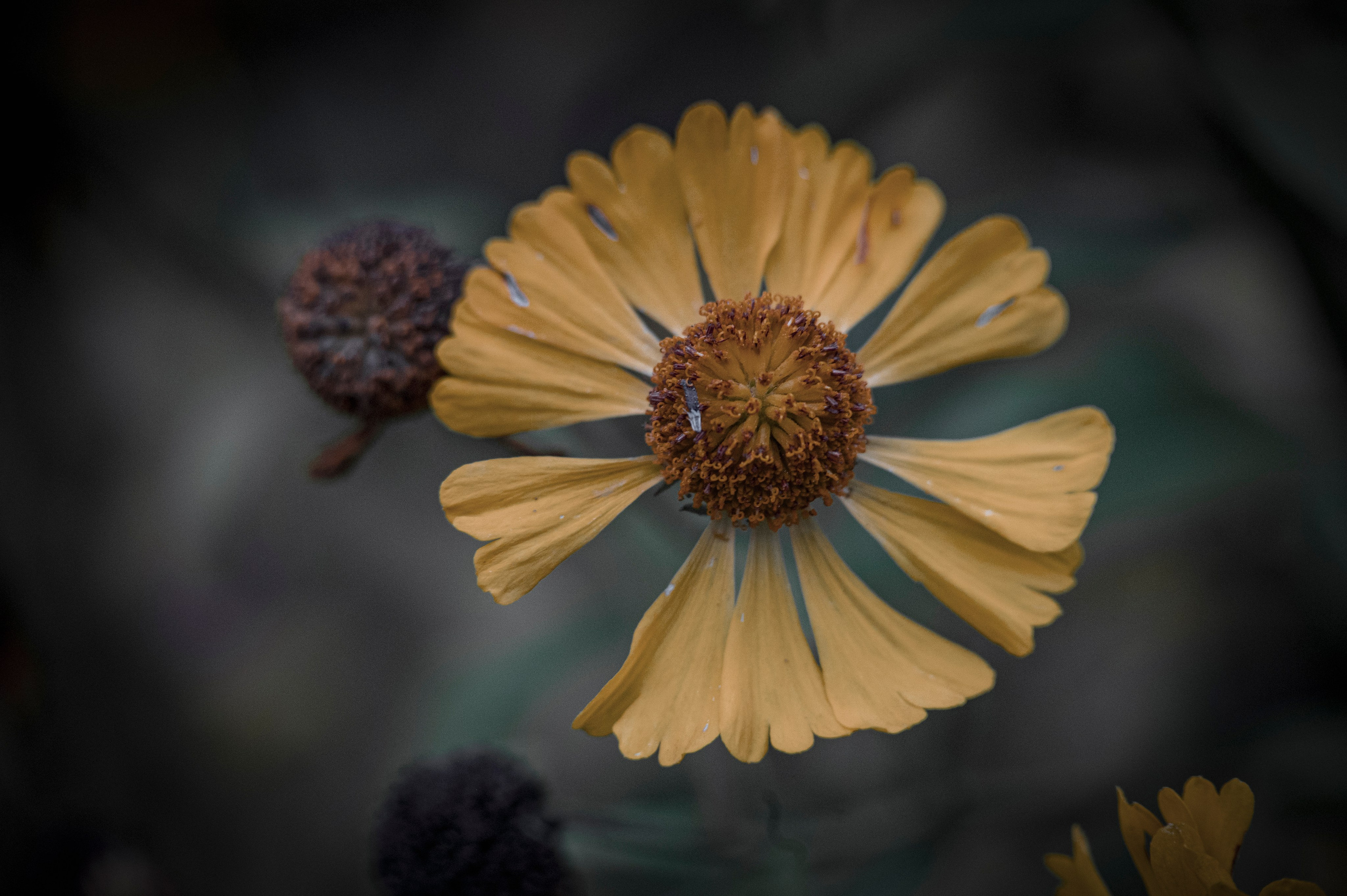 Осенние цветы. Фотограф Роман Адлер