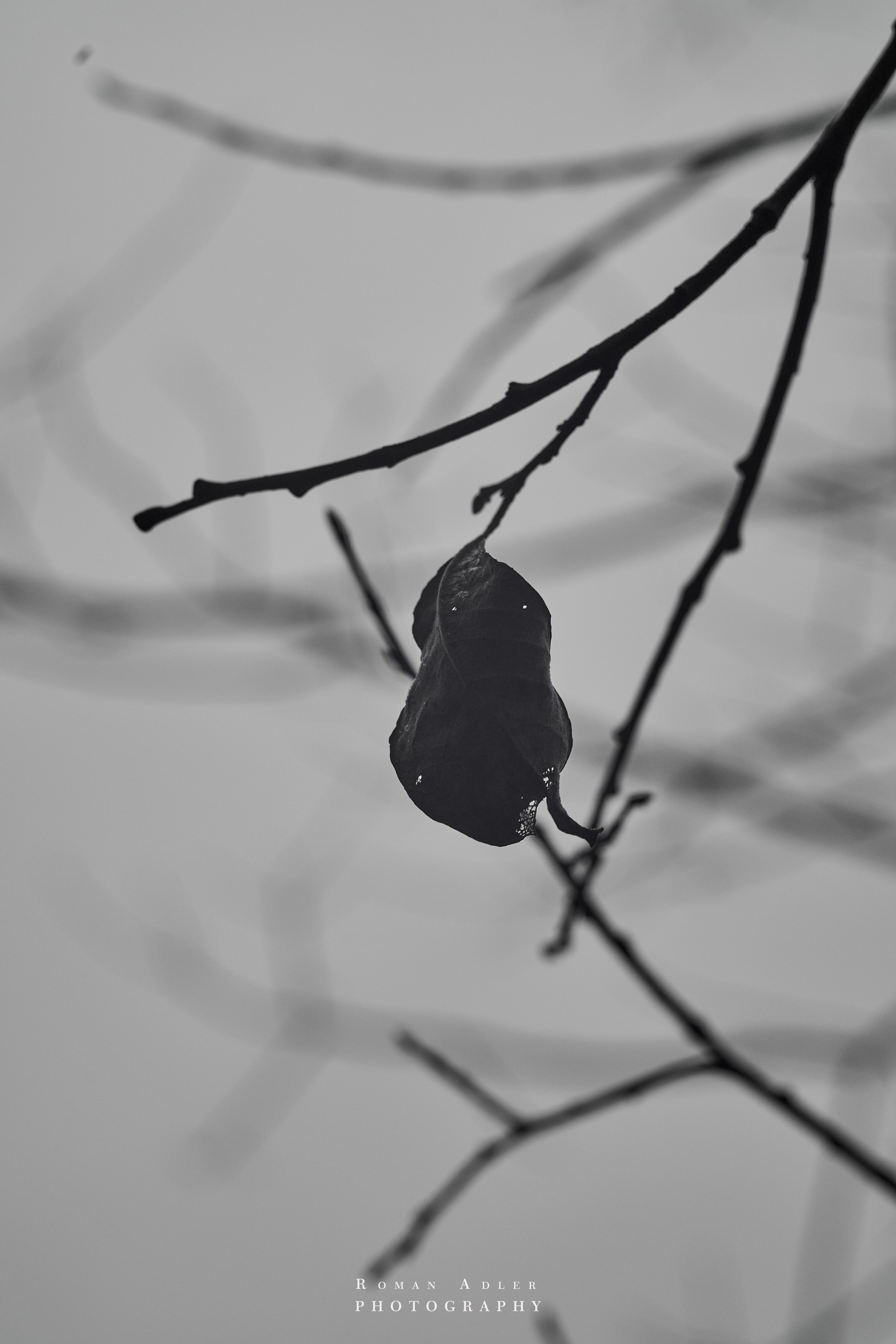 Февральский лес. Фотограф Роман Адлер