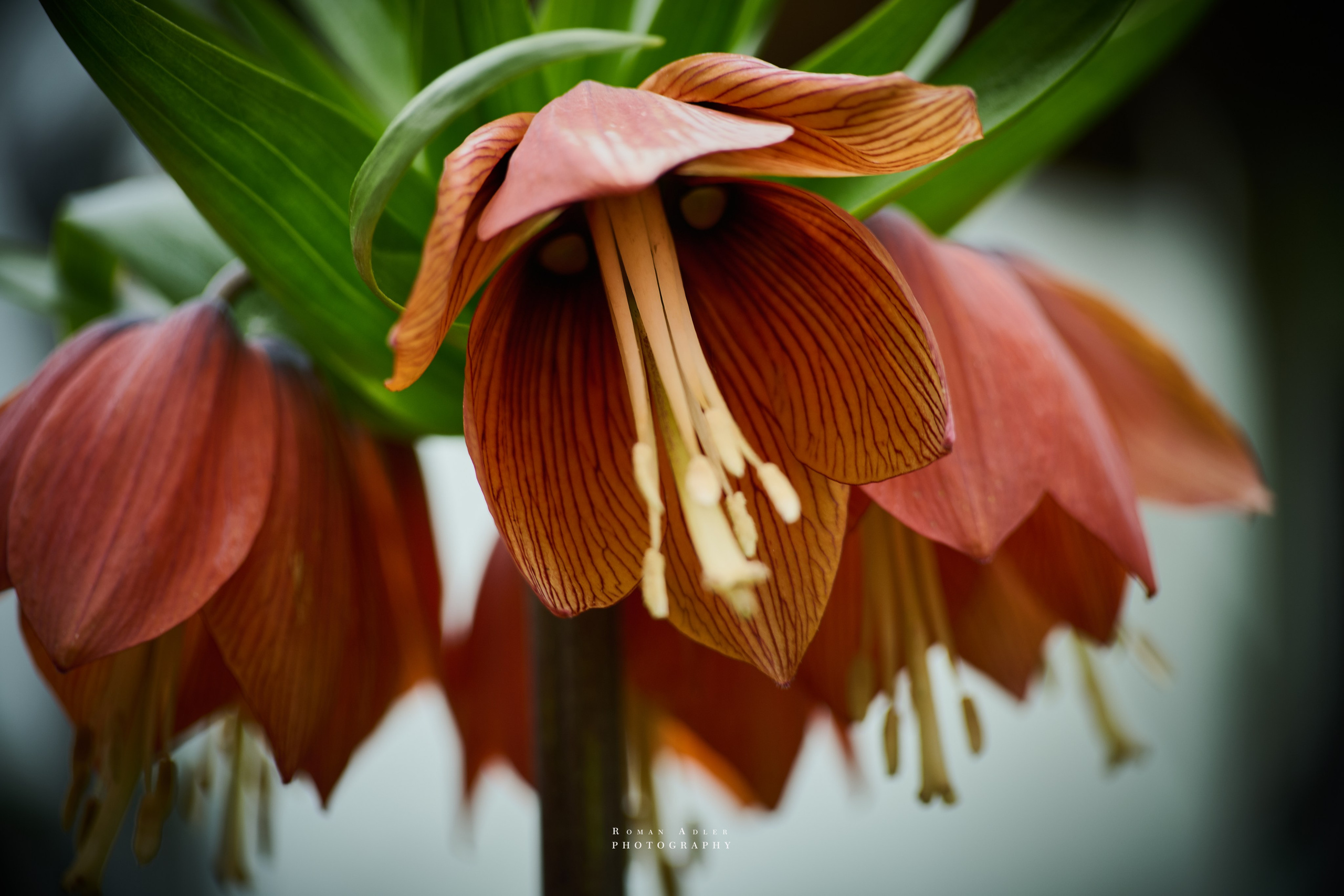 Фотографии цветов. Фотограф роман Адлер