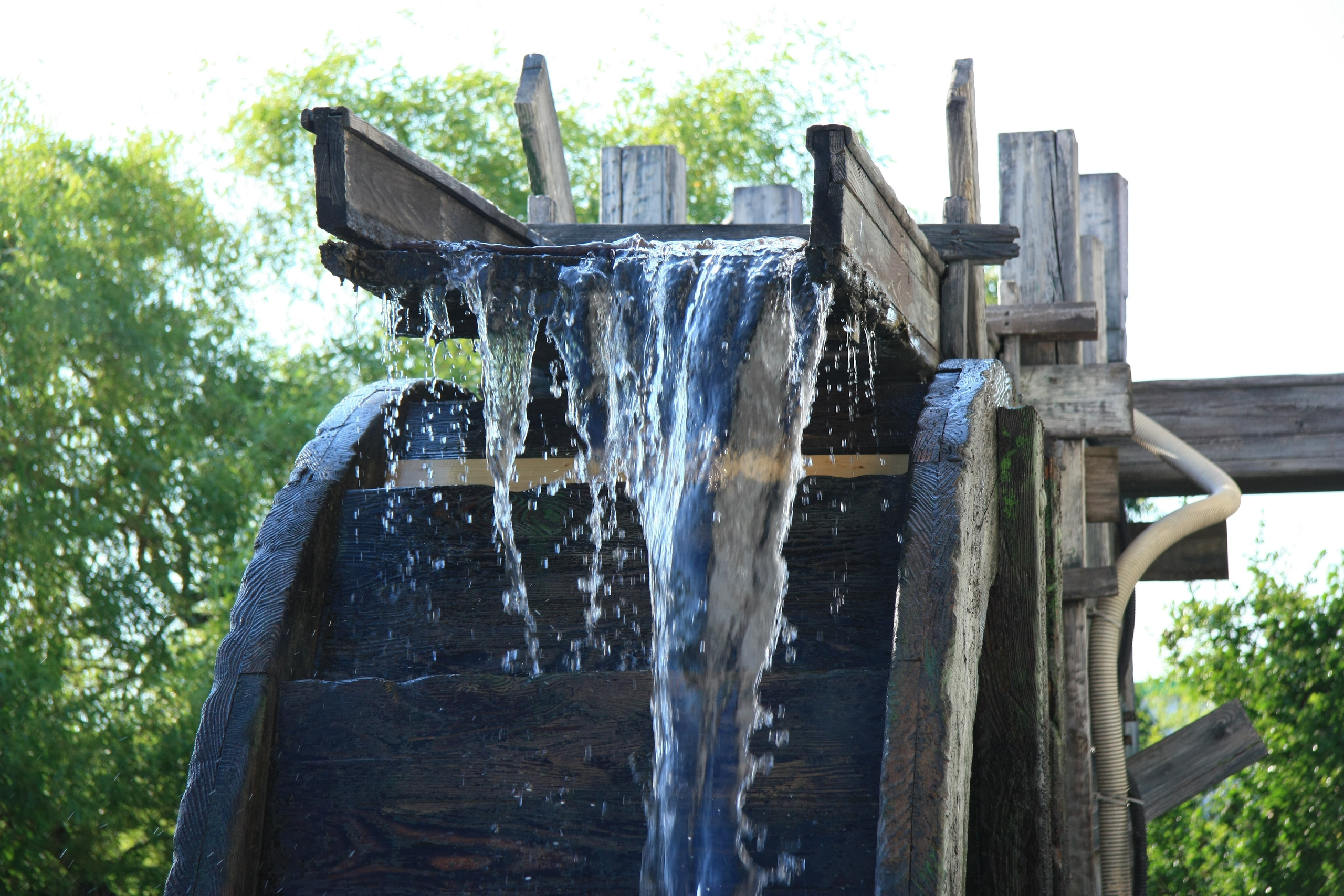 Первые кадры. Сочи — парк. Фотограф Роман Адлер