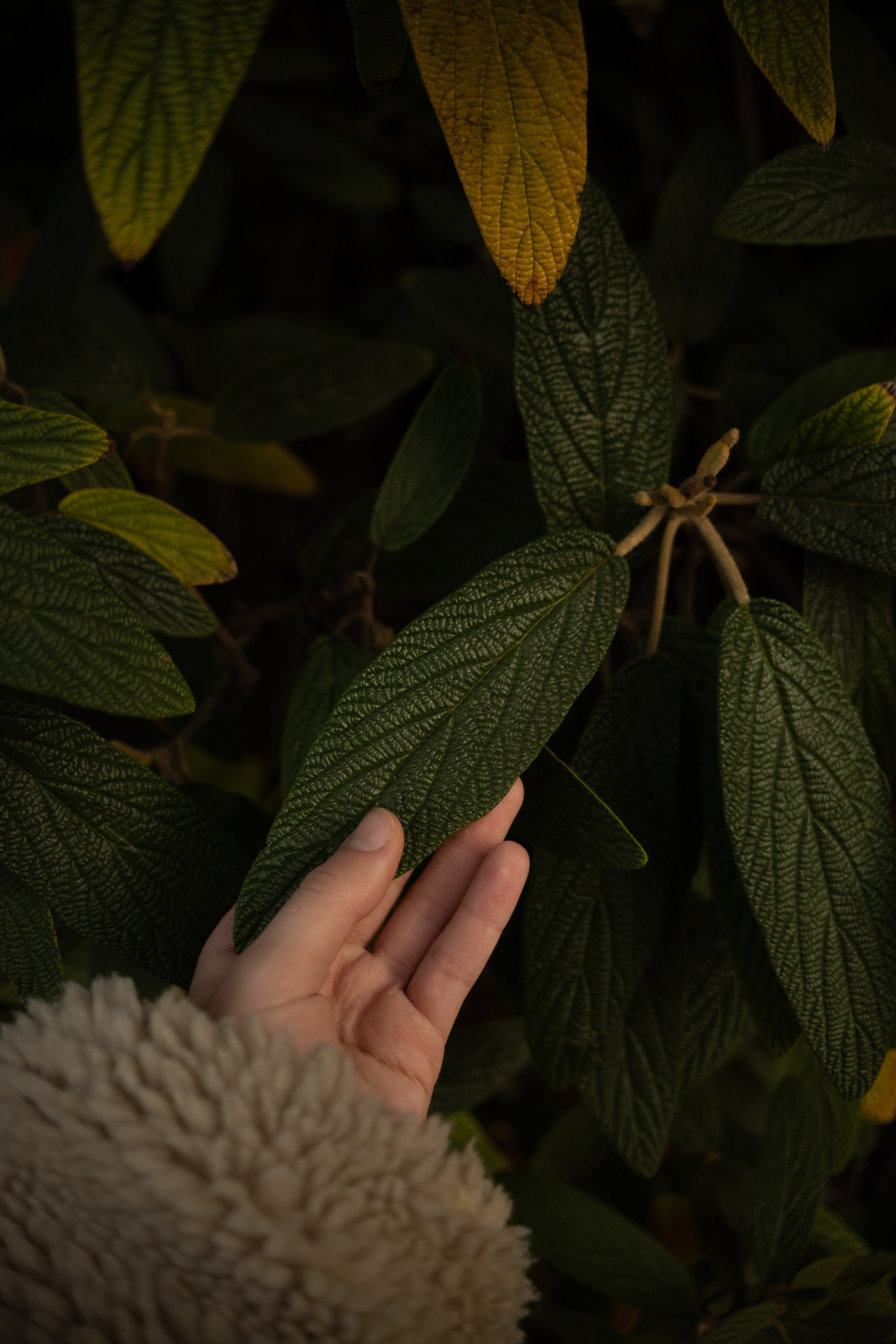 Tea exhibition, Prague. Magic photos