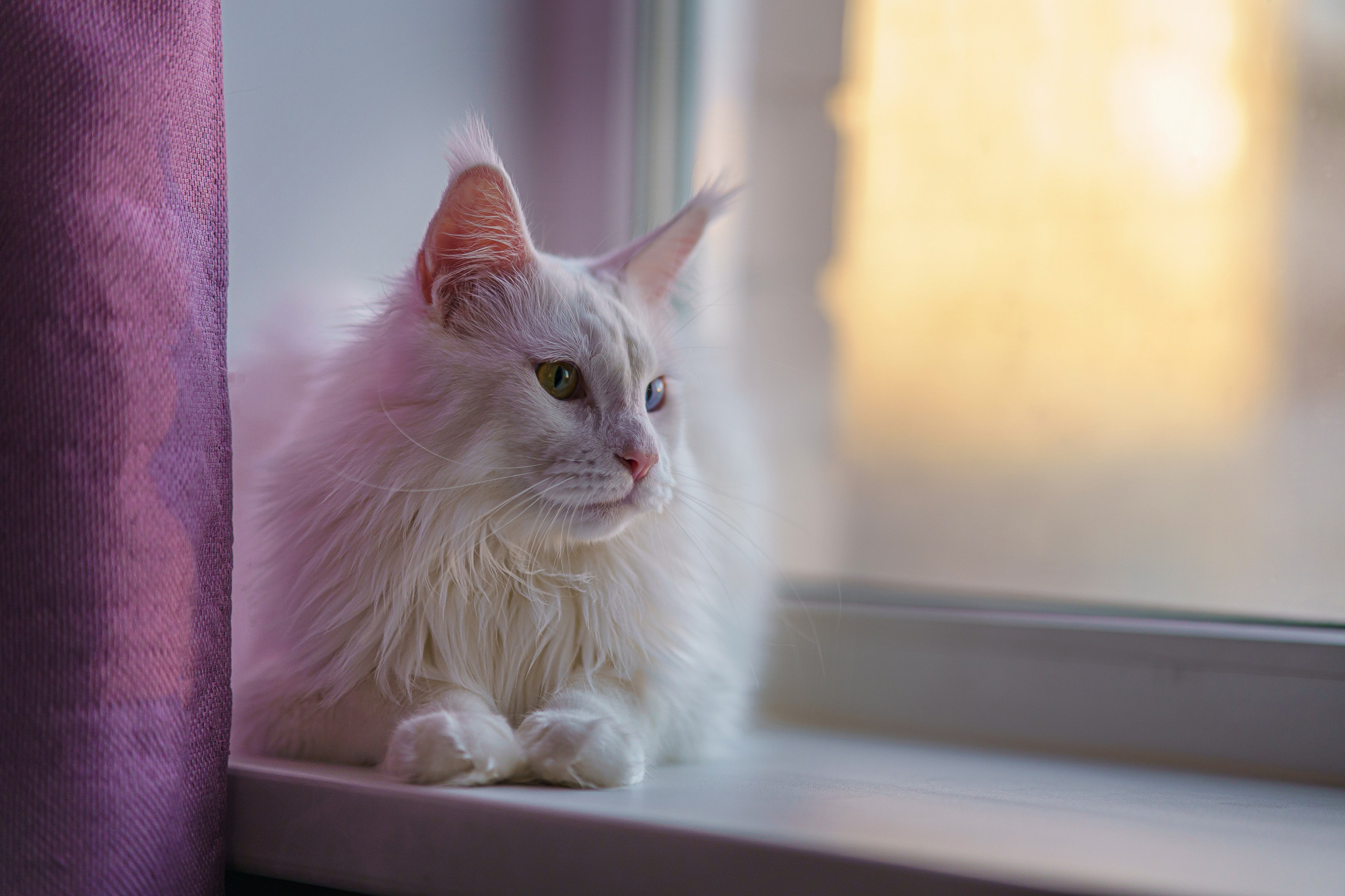 С животными. Фотограф Челябинск · Ольга Серебрякова