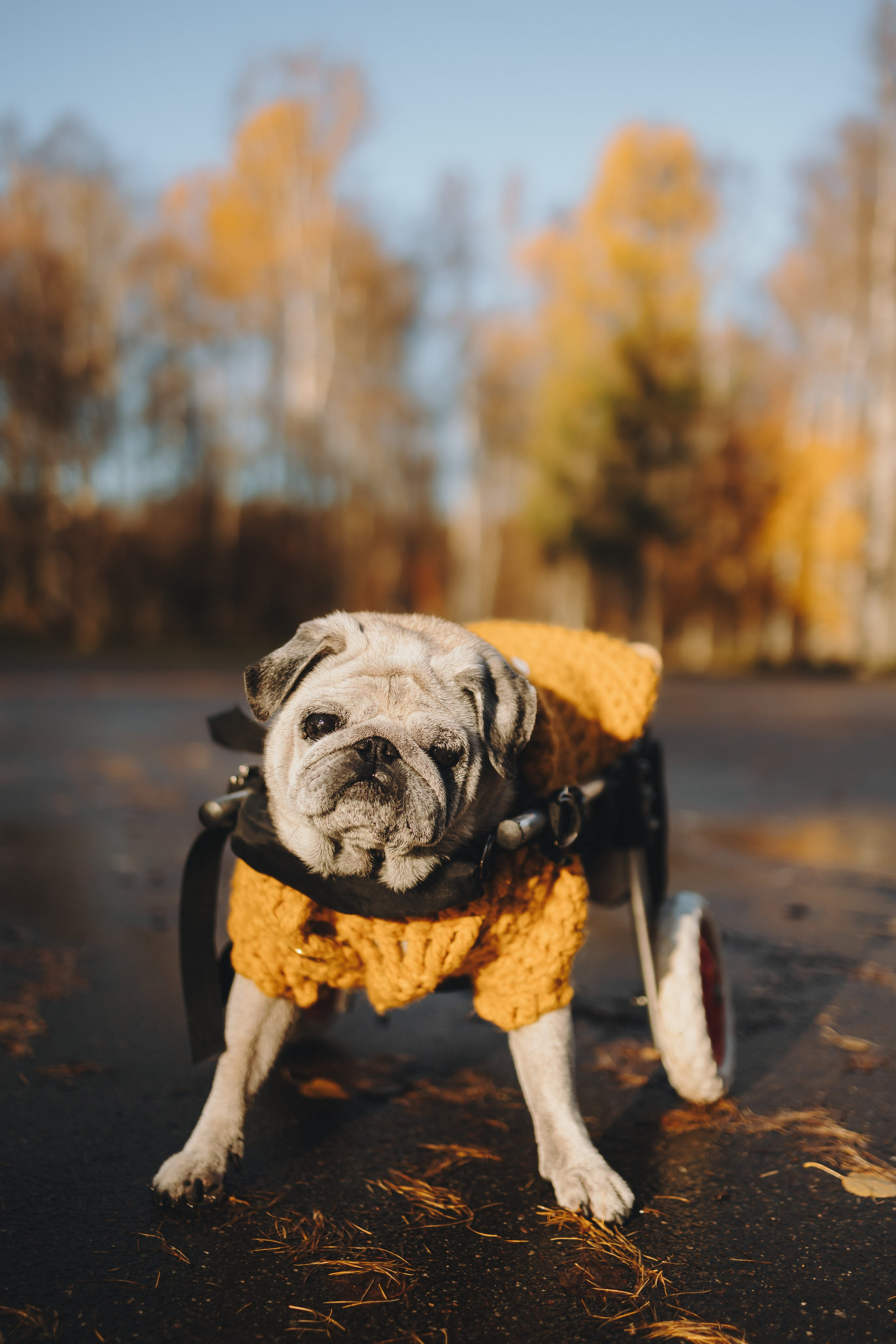Габи и ребята. Фотограф-анималист в Санкт-Петербурге Алина Яхонт