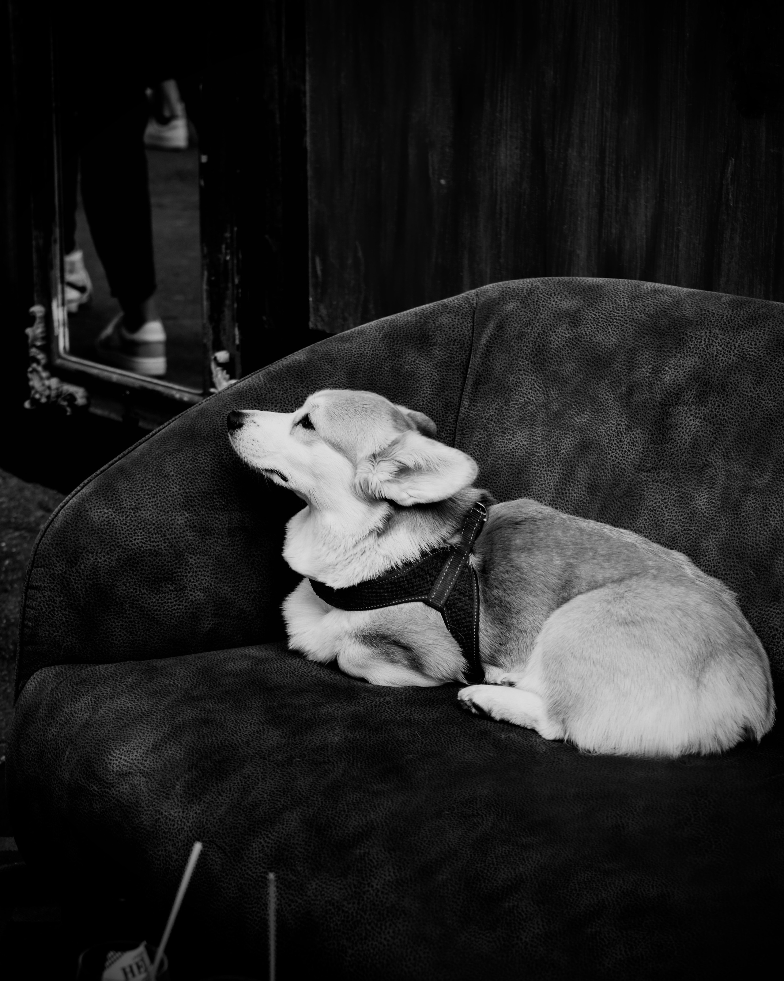 Животные. Фотограф Маргана Лоция