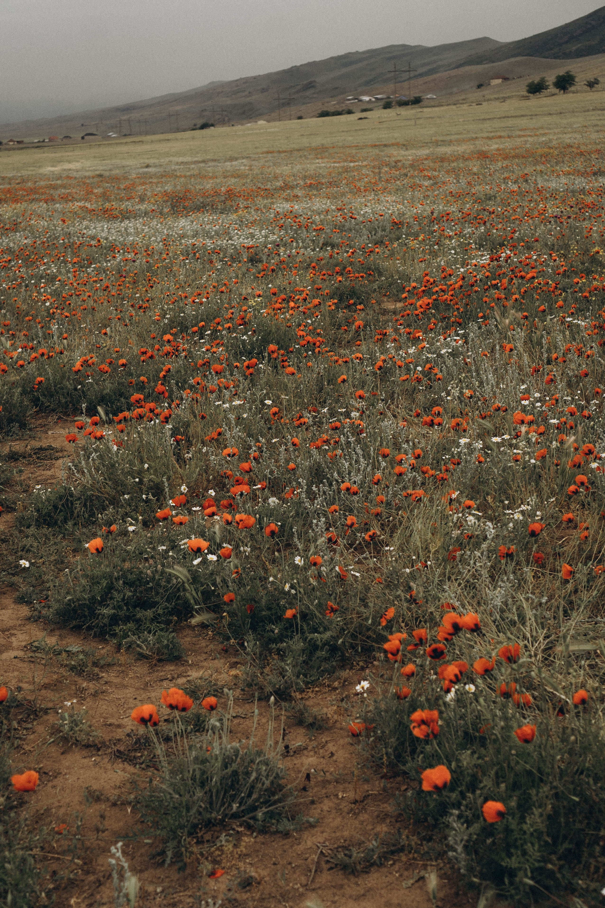 Кавказ. Профессиональный фотограф, Санкт-Петербург — Виктория Богомолова