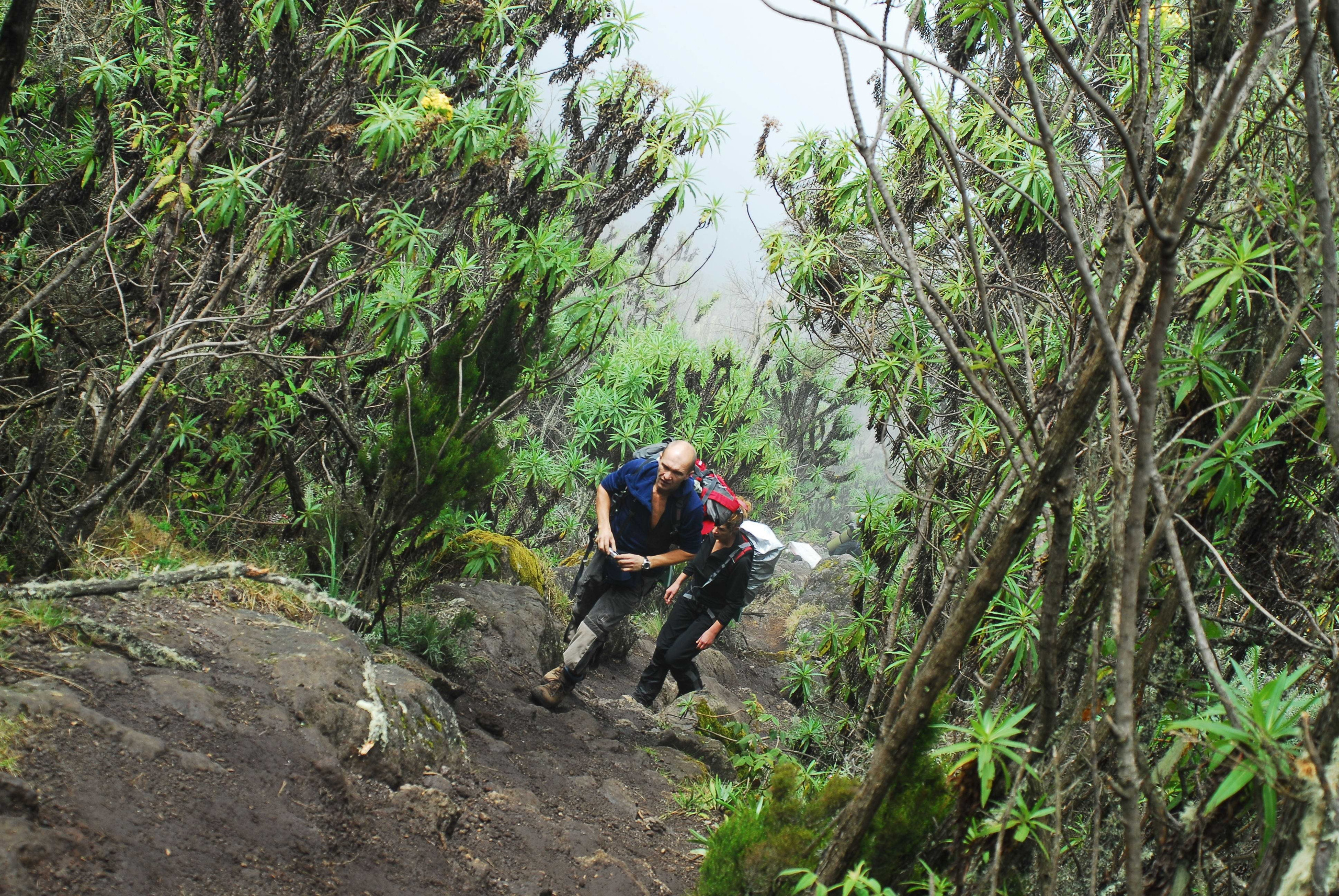Килиманджаро. Заставка