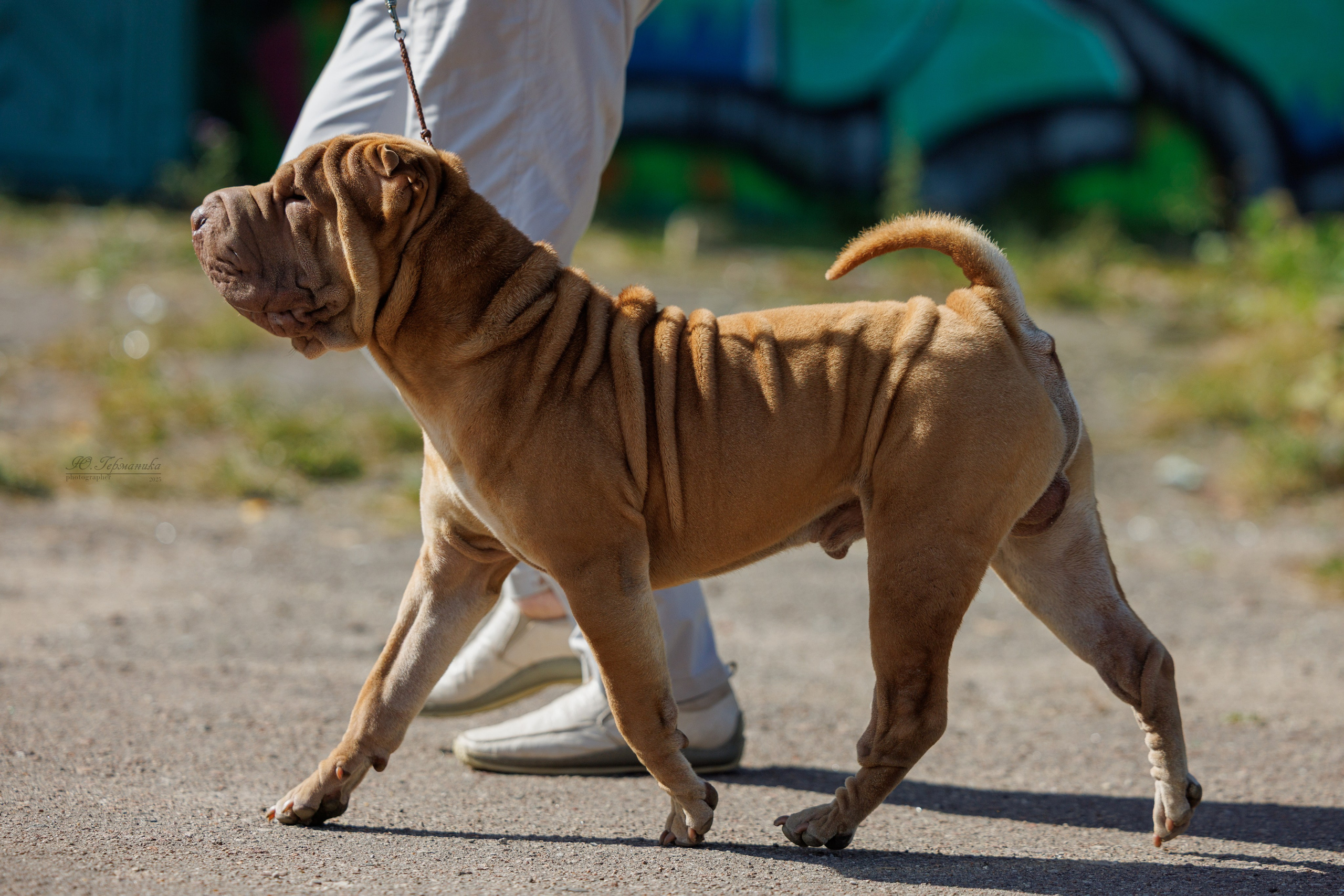 Зеленоград 13.09.2025. Фотограф-анималист Юлия Германика