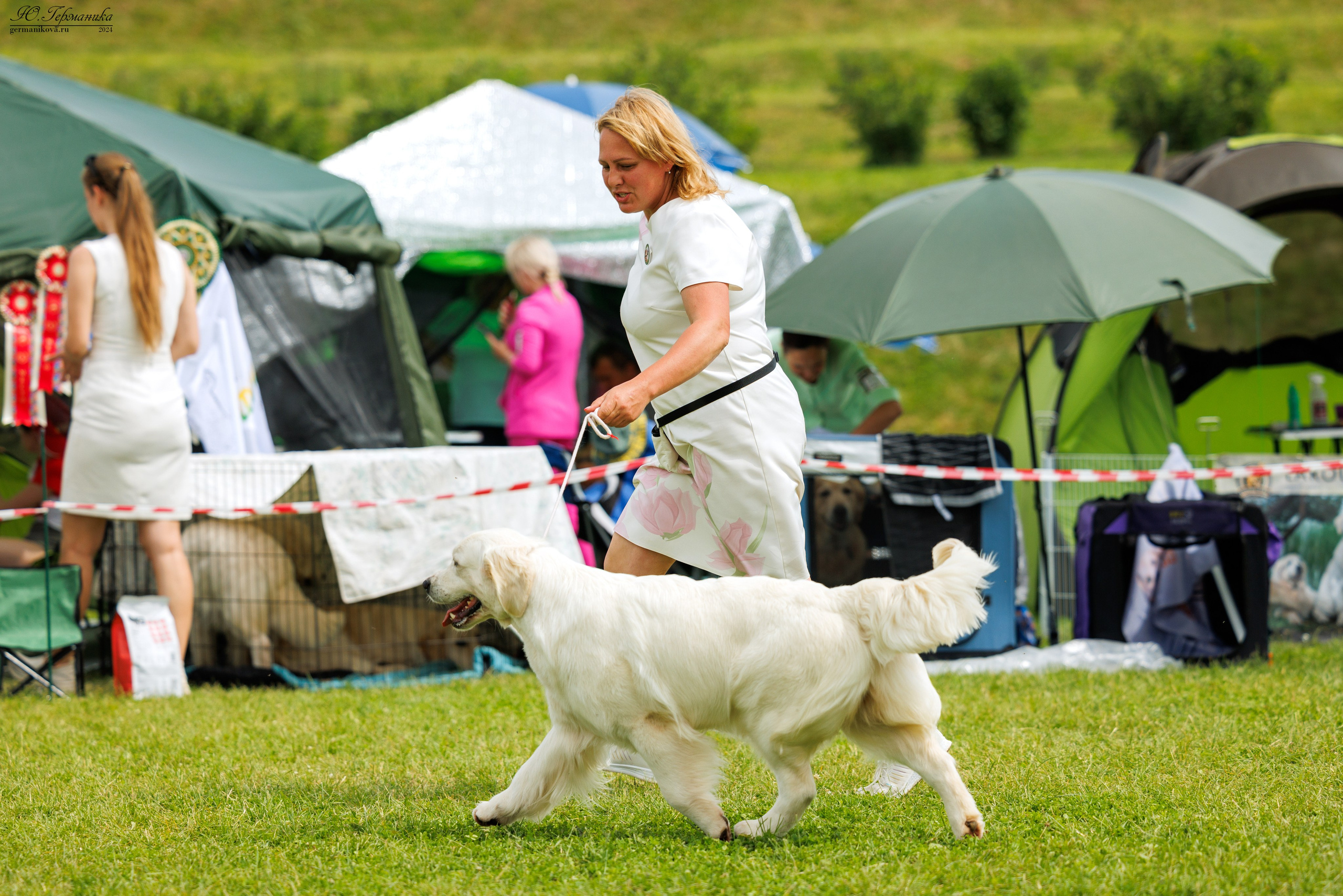 Голдены 15-16.06.2024. Фотограф-анималист Юлия Германика