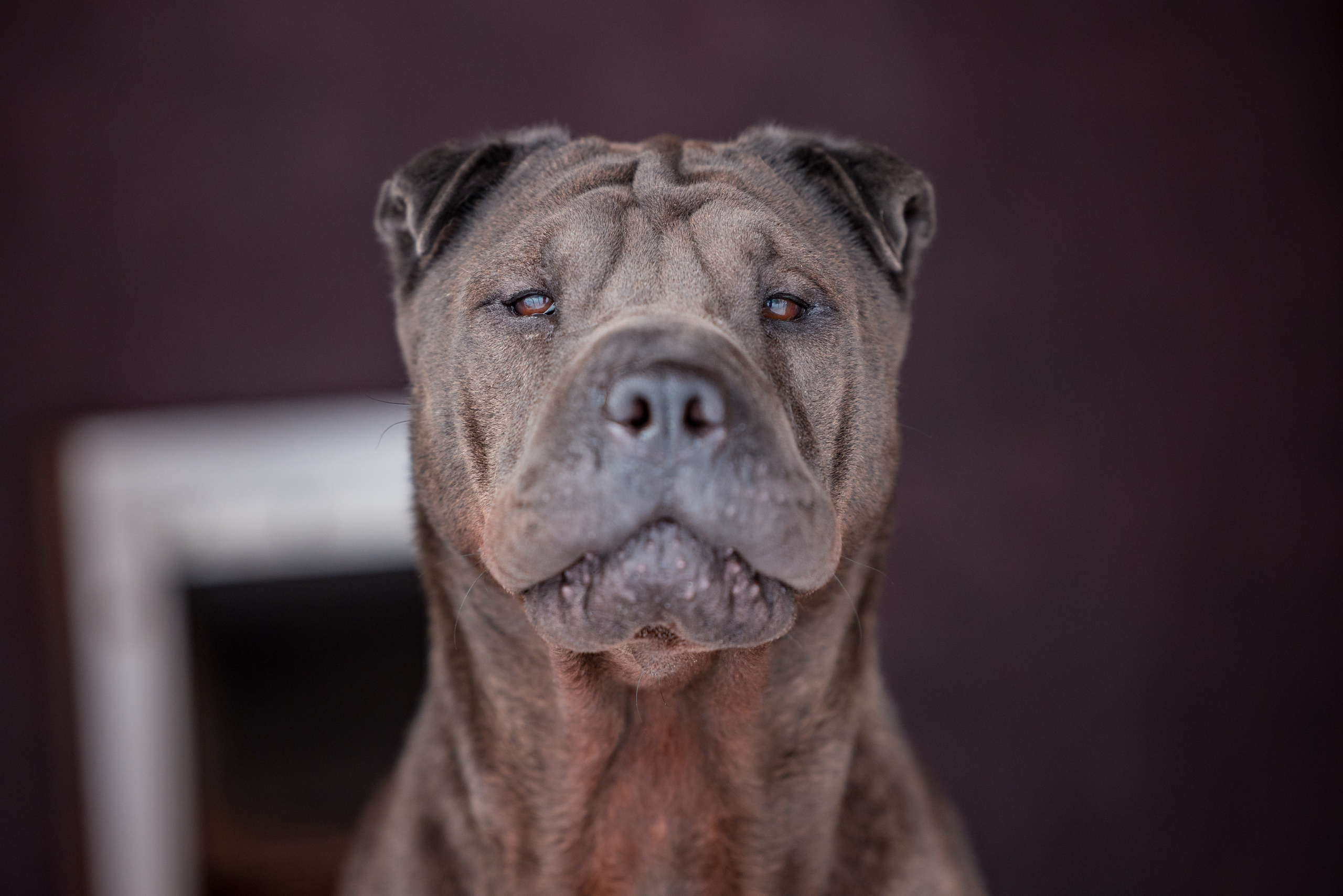 В гостях у шарпеев 16.01.2024. Фотограф-анималист Юлия Германика