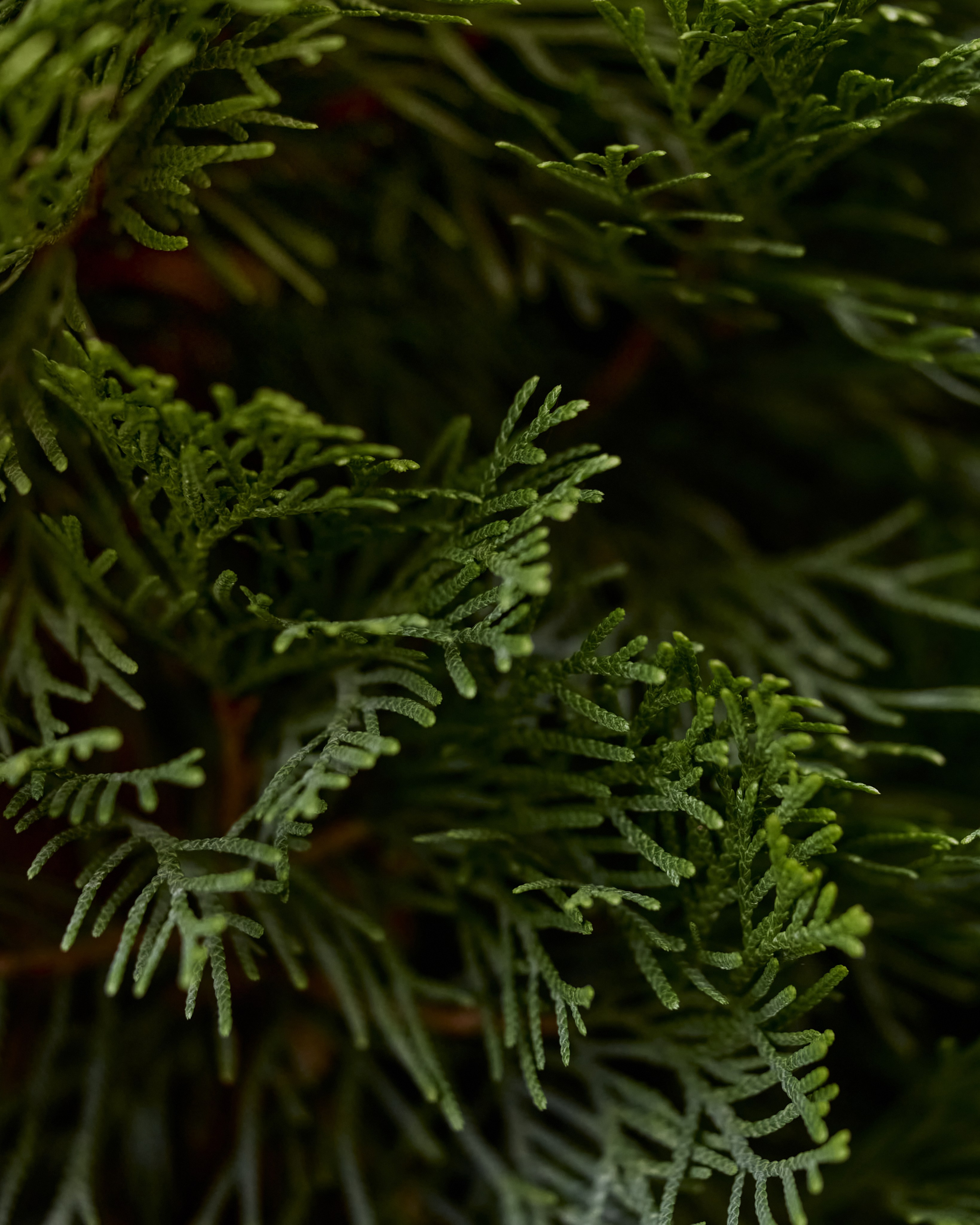 CORNUS. Фотограф Москва Сергей Громов