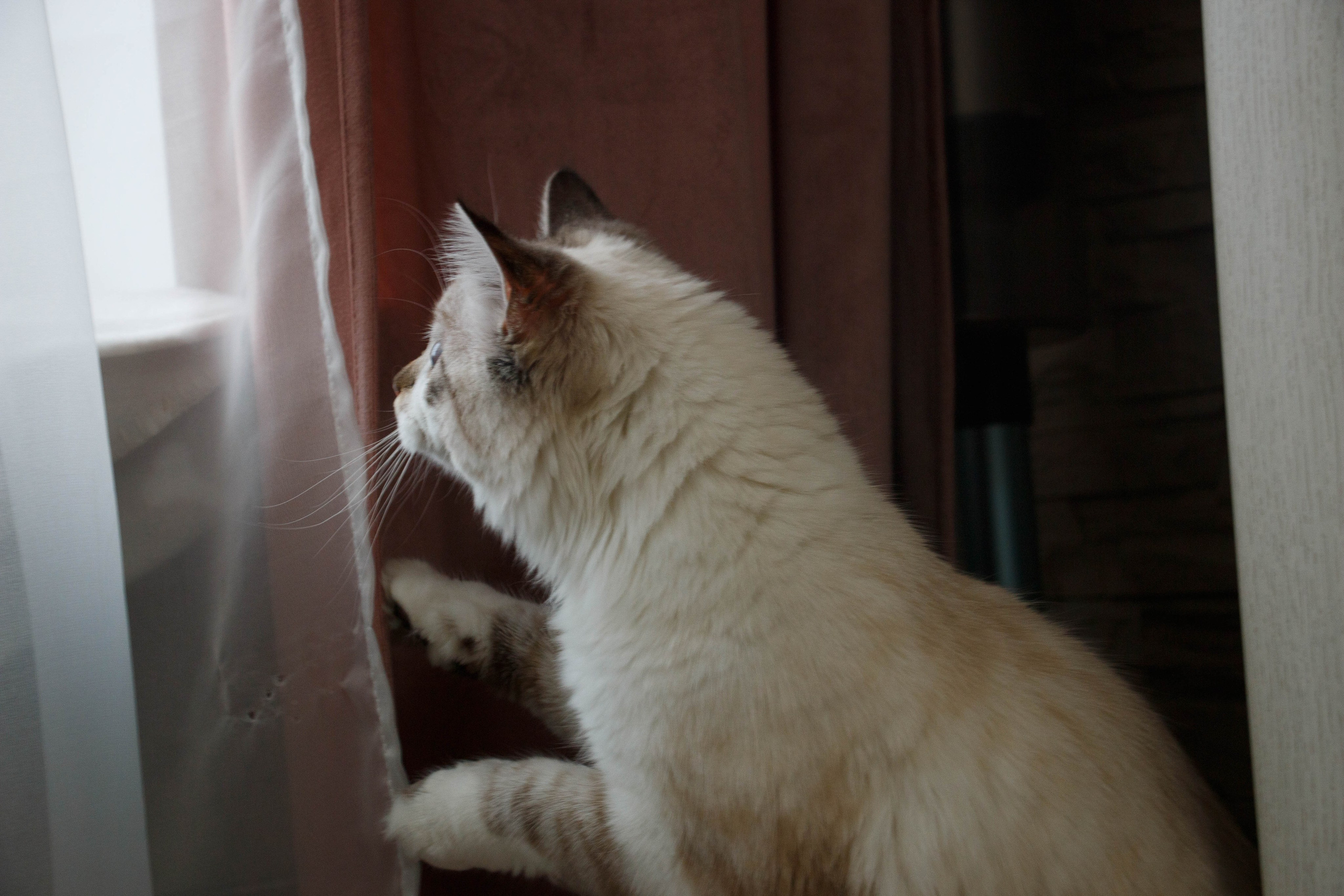 Kristina & Miya. Бережно сохраняю ваши чувства и истории на своих фотографиях