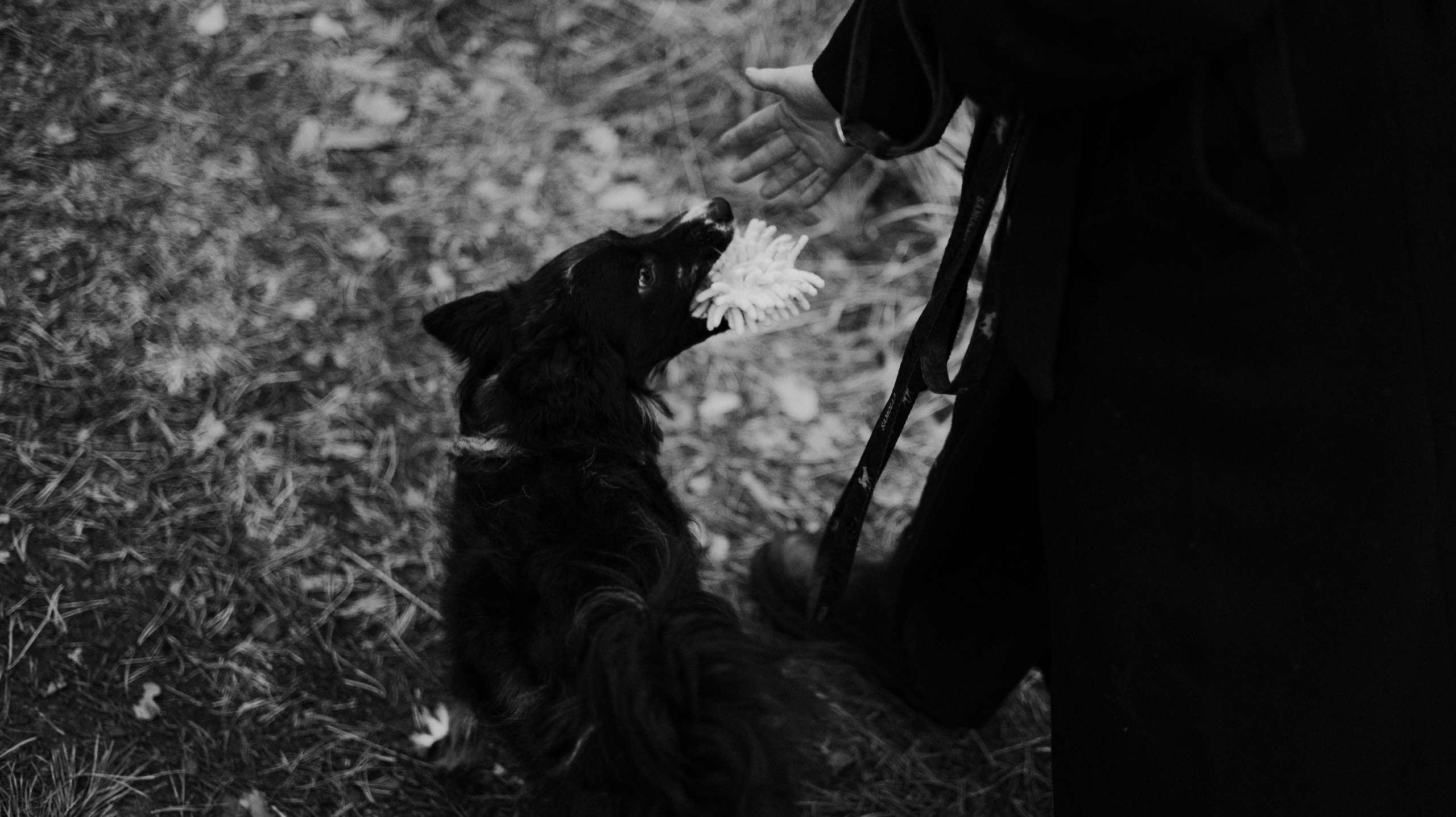 Полина и Сейви. Фотограф-анималист Богданова Полина