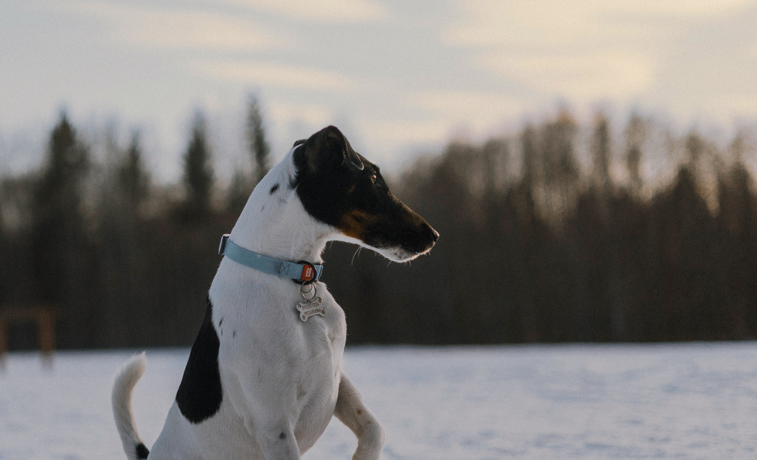 Ольга и Сэм. Фотограф-анималист Богданова Полина