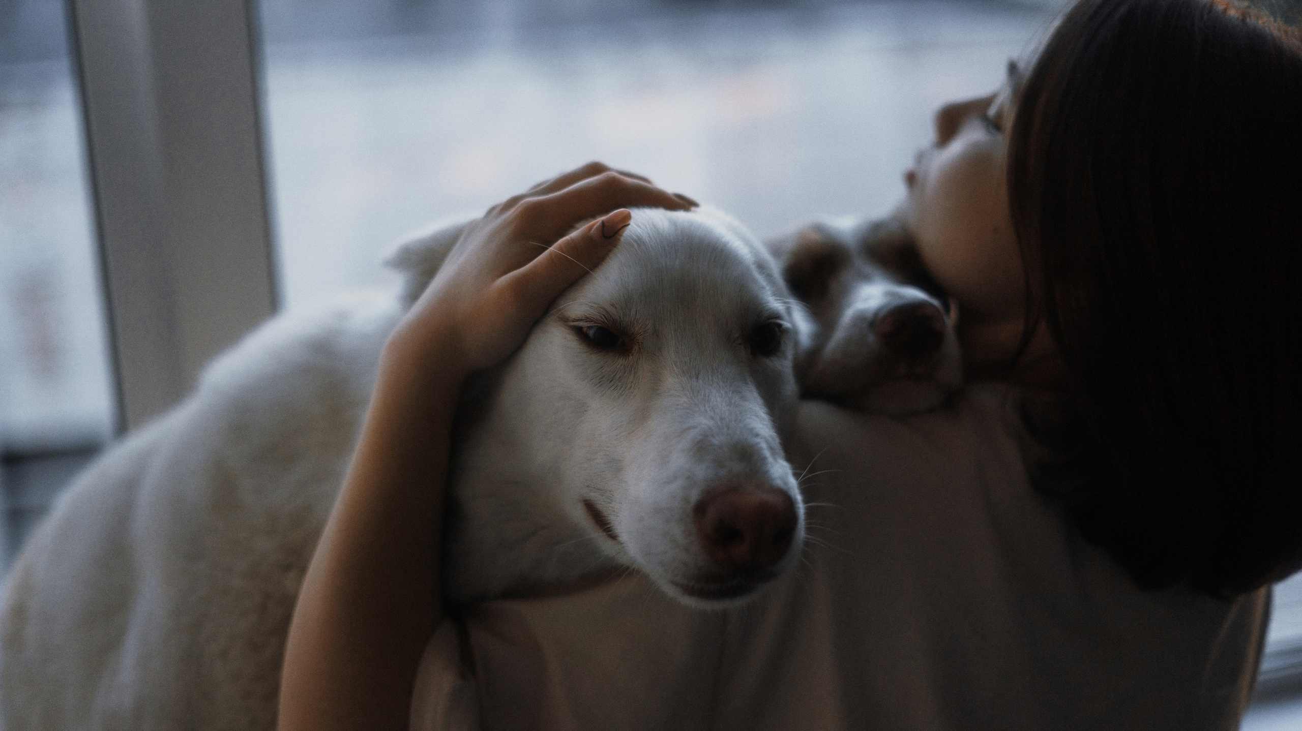 Аня, Дэймон и Грэй. Фотограф-анималист Богданова Полина