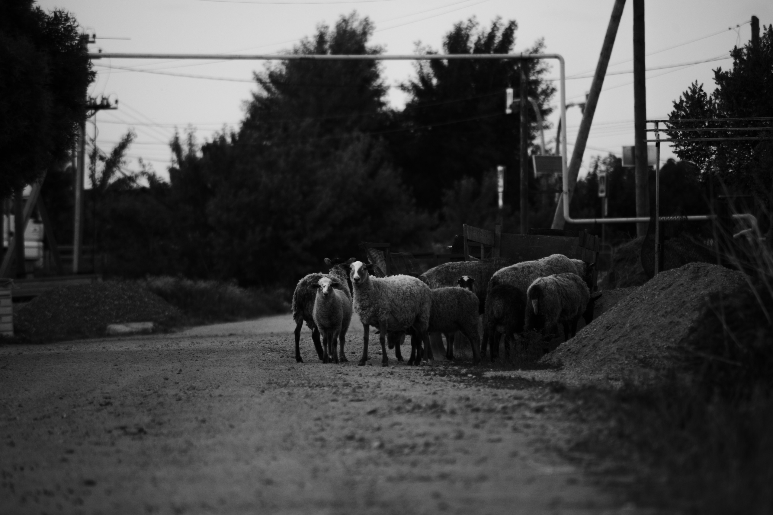 Natural Noir. Whoii art