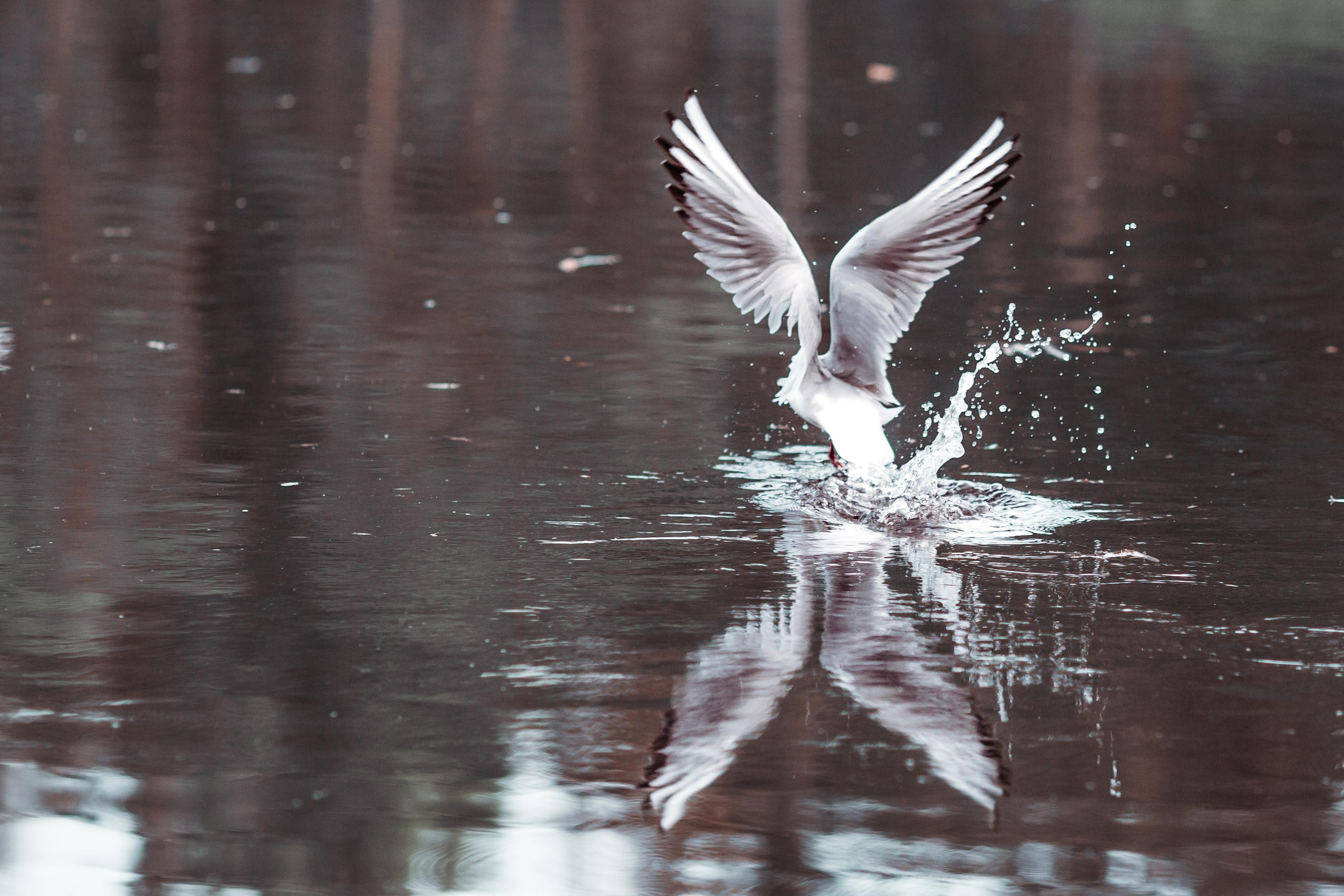 Street и путешествия