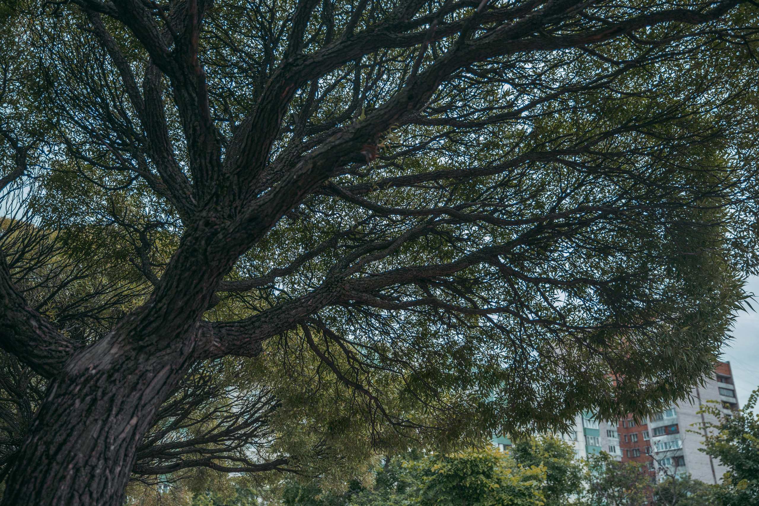 Street и путешествия