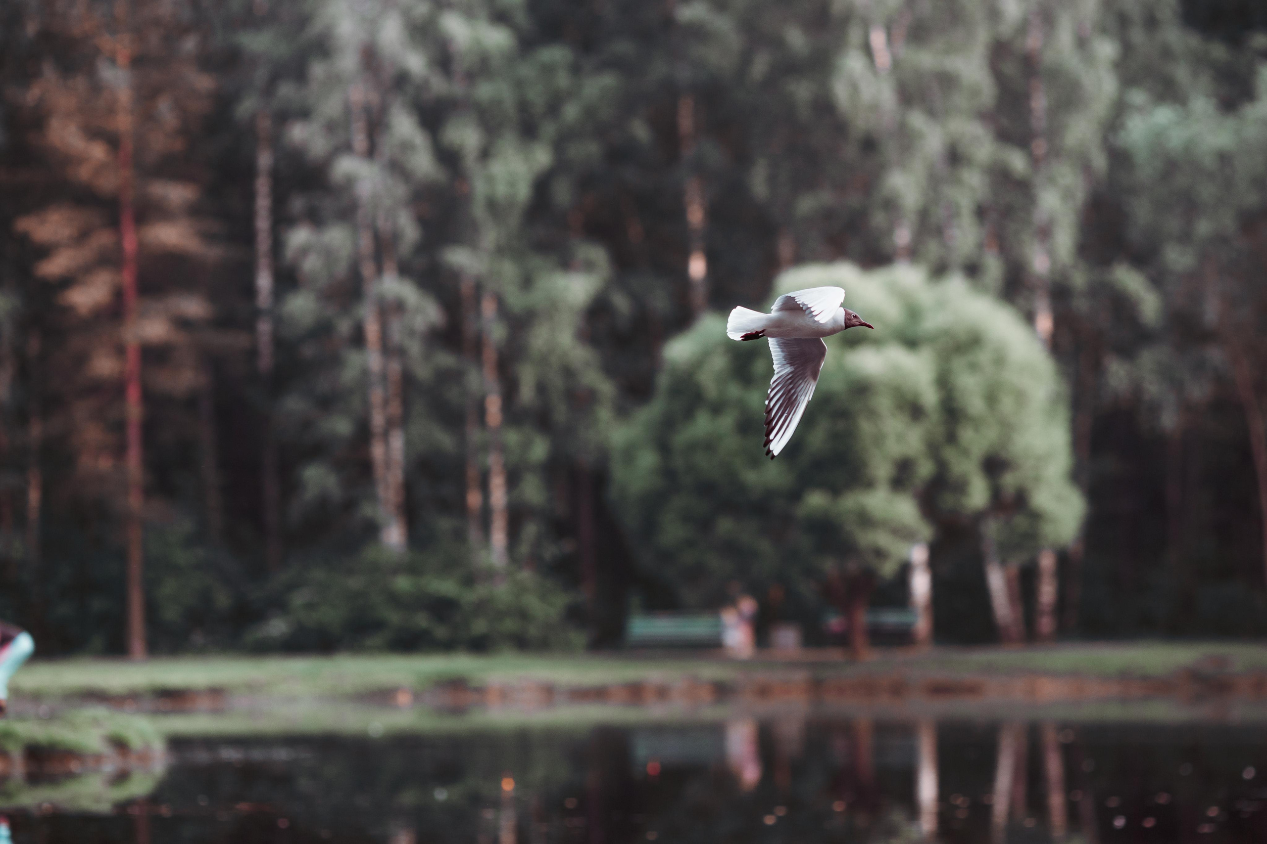 Street и путешествия