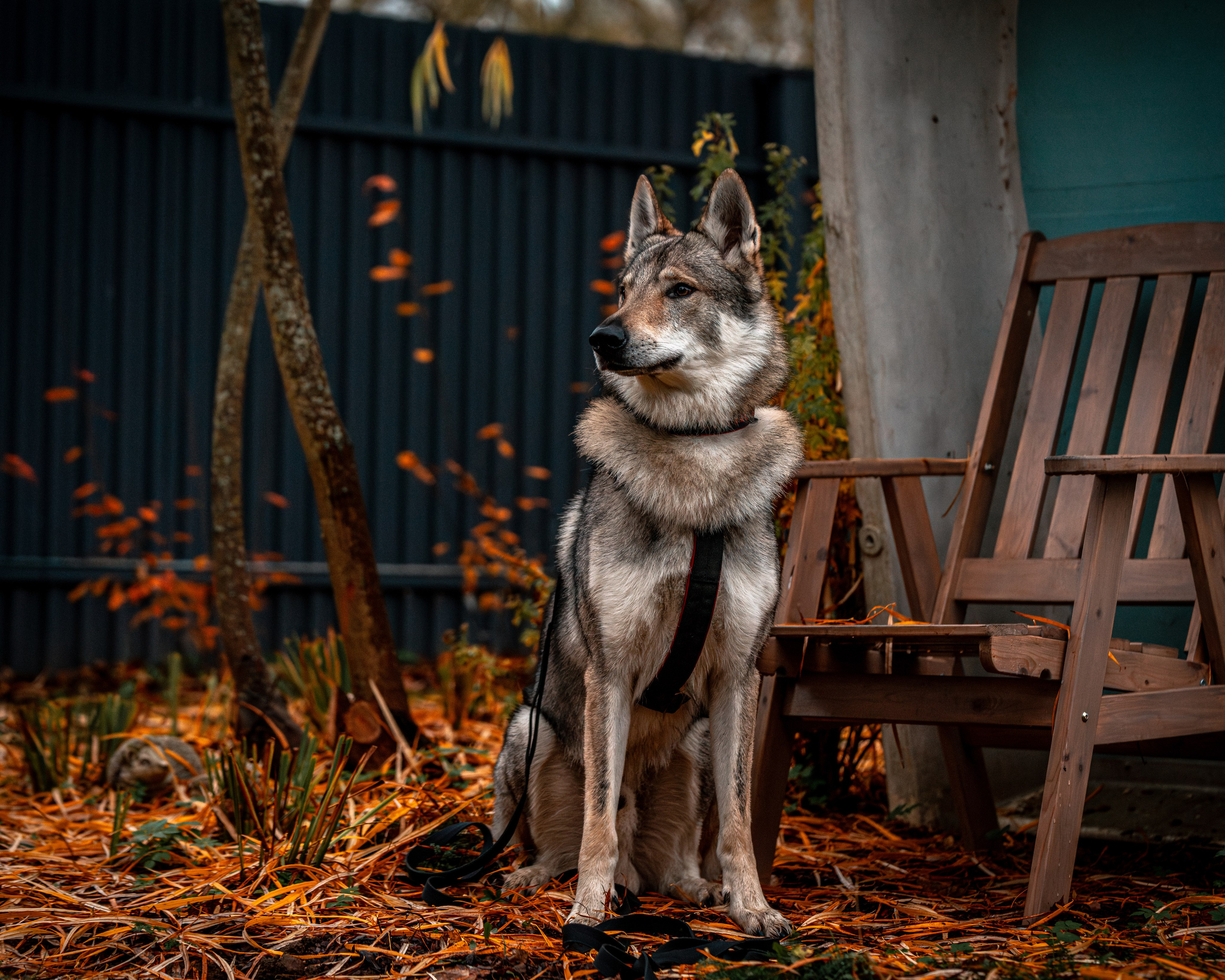 ФОТОПАМЯТЬ ВАШИХ ЭМОЦИЙ. Фотограф-анималист, семейный фотограф в Москве и Подмосковье. Фотосъёмка кинологических дисциплин