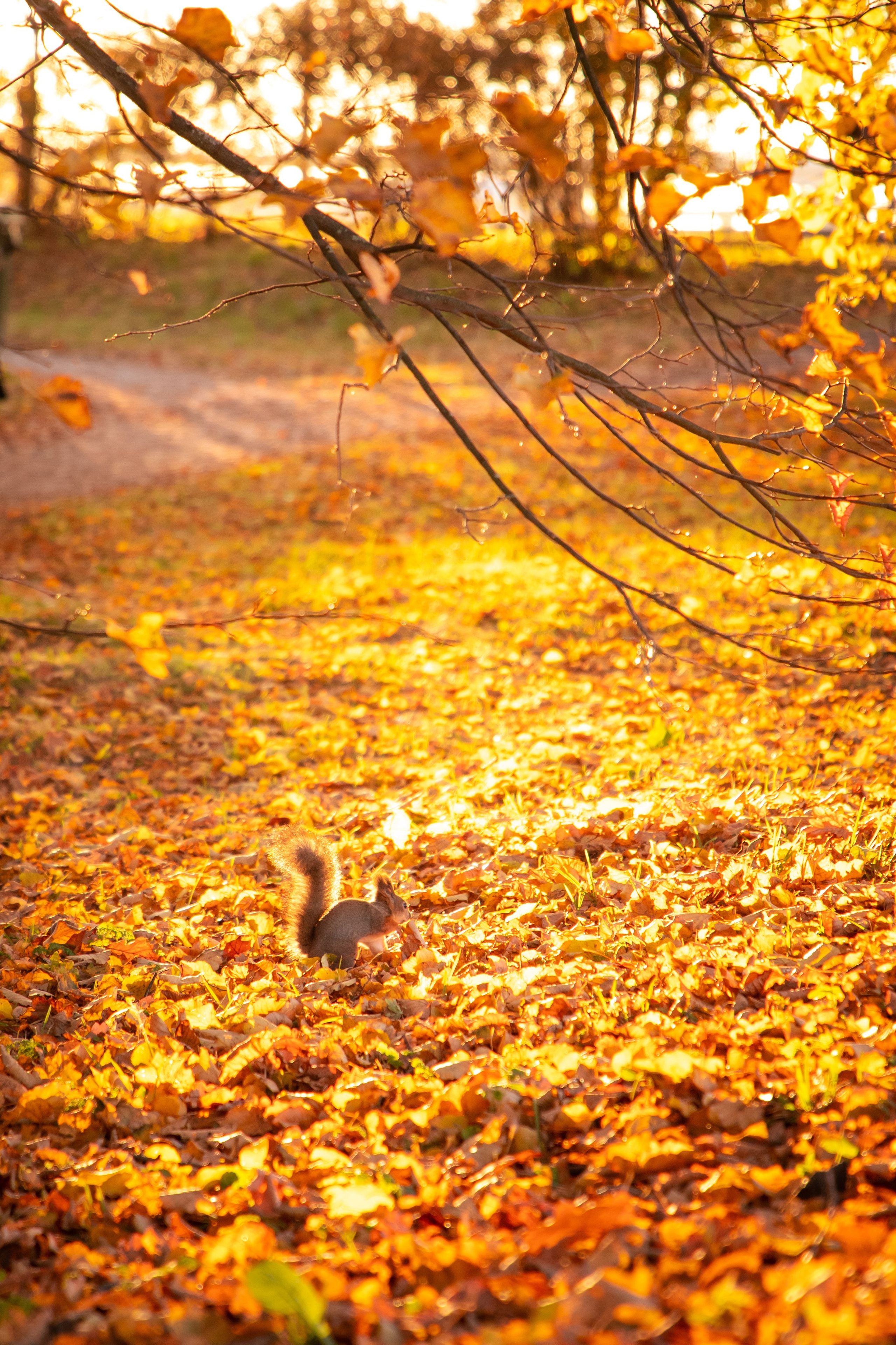 Осень. Фотограф Алексей Шуля — портфолио