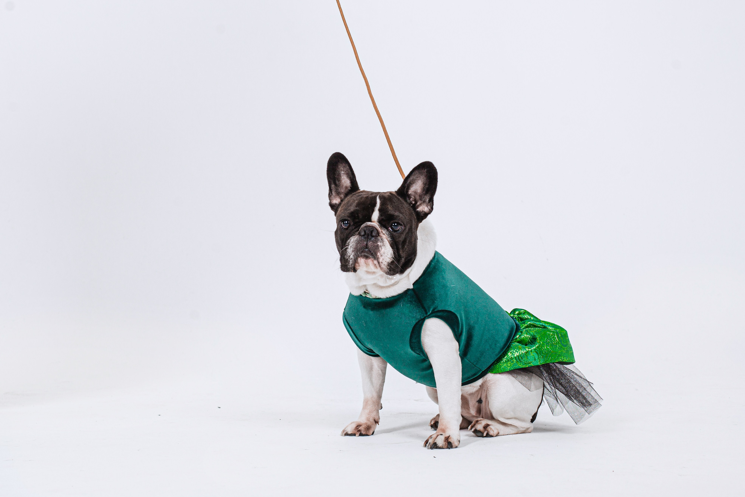 Пижамная вечеринка французских бульдогов и их хозяев. Фотограф-анималист Татьяна Степанова