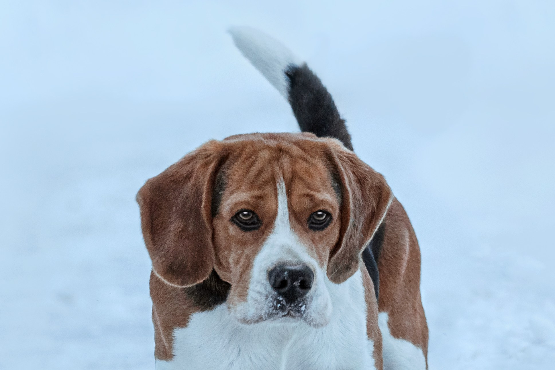 Дом для Биглей 2023. Фотограф-анималист Татьяна Степанова