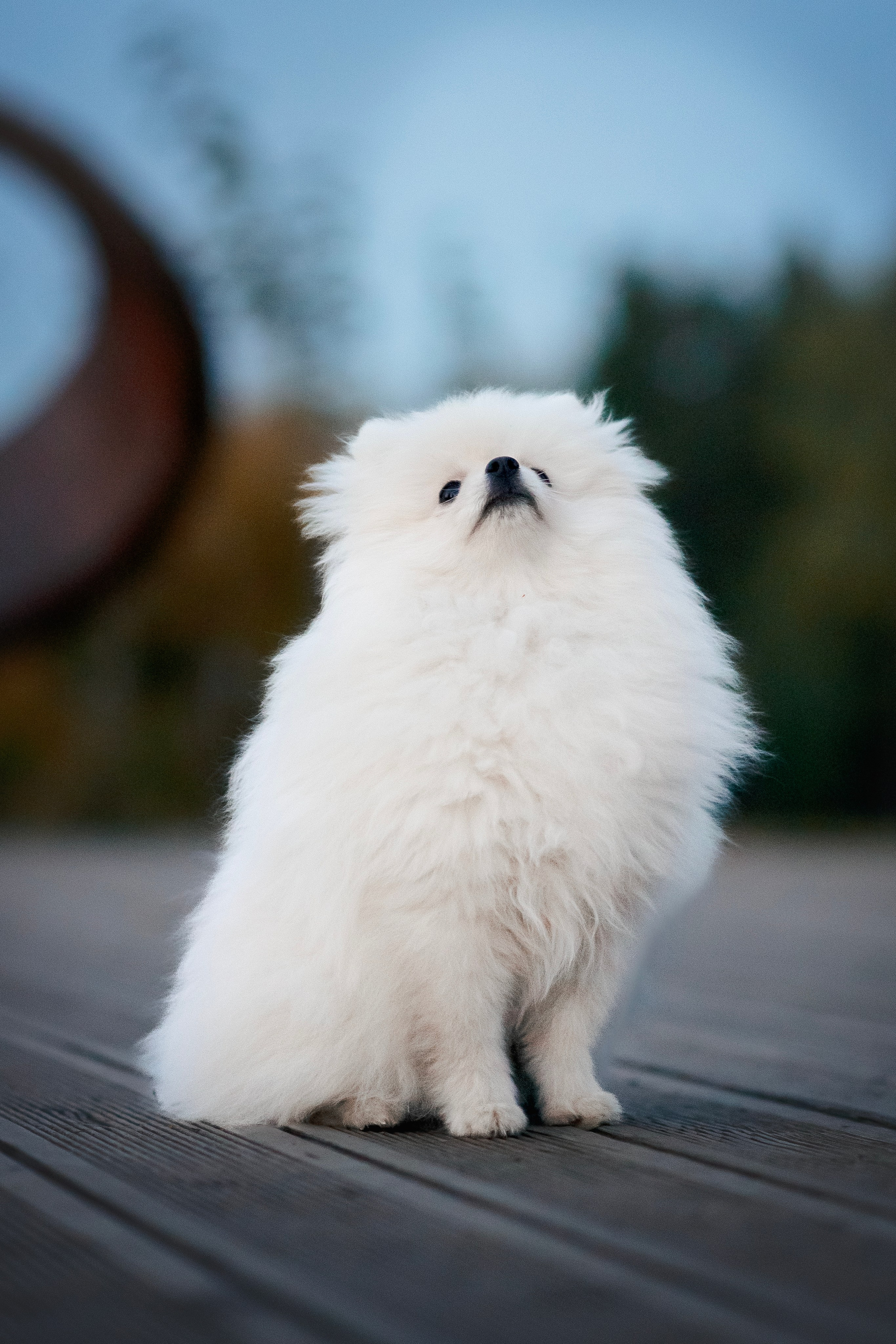 Малый немецкий шпиц — 18.09.2025. Фотограф — Анималист | Анна Абрамова