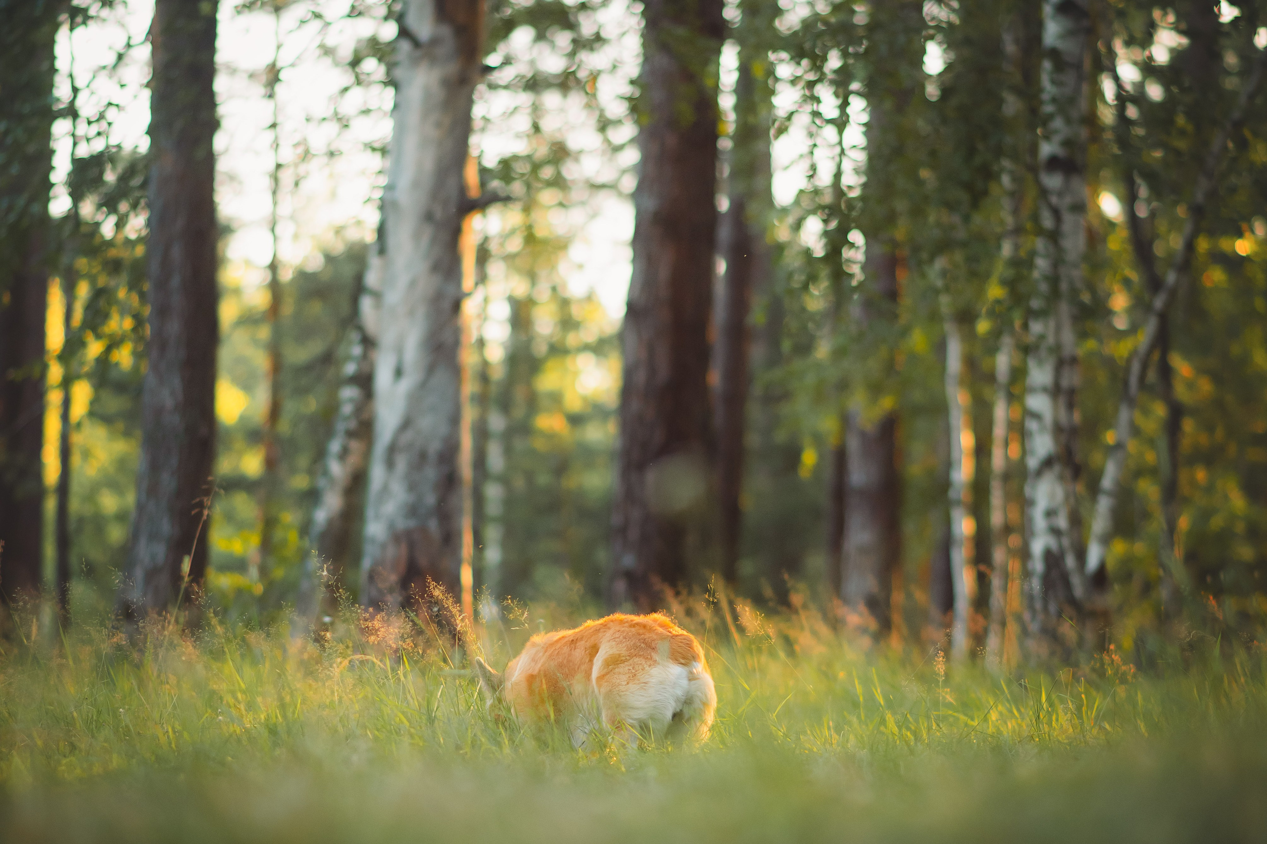 Лесная прогулка — 10.07.2024. Фотограф — Анималист | Анна Абрамова