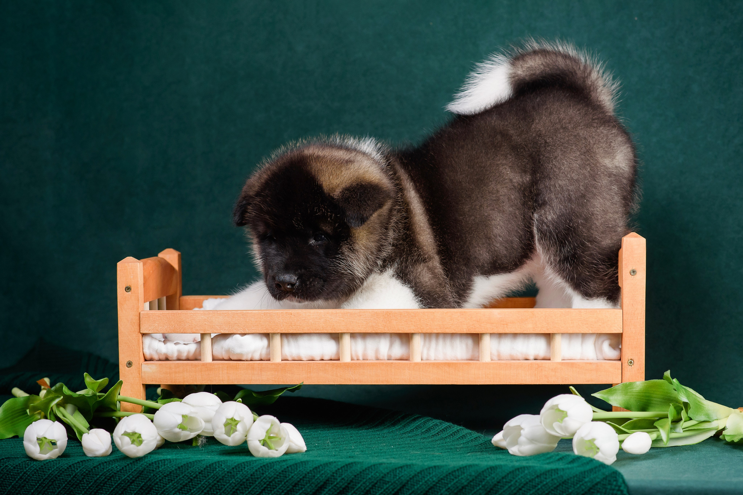 Щенки Американской Акиты. Фотограф — Анималист | Анна Абрамова