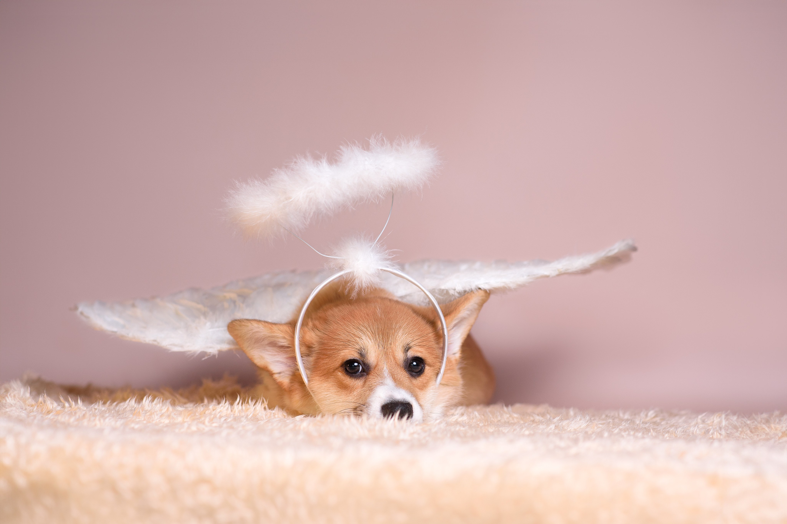 Ликер Синнабон — 11.01.2024. Фотограф — Анималист | Анна Абрамова