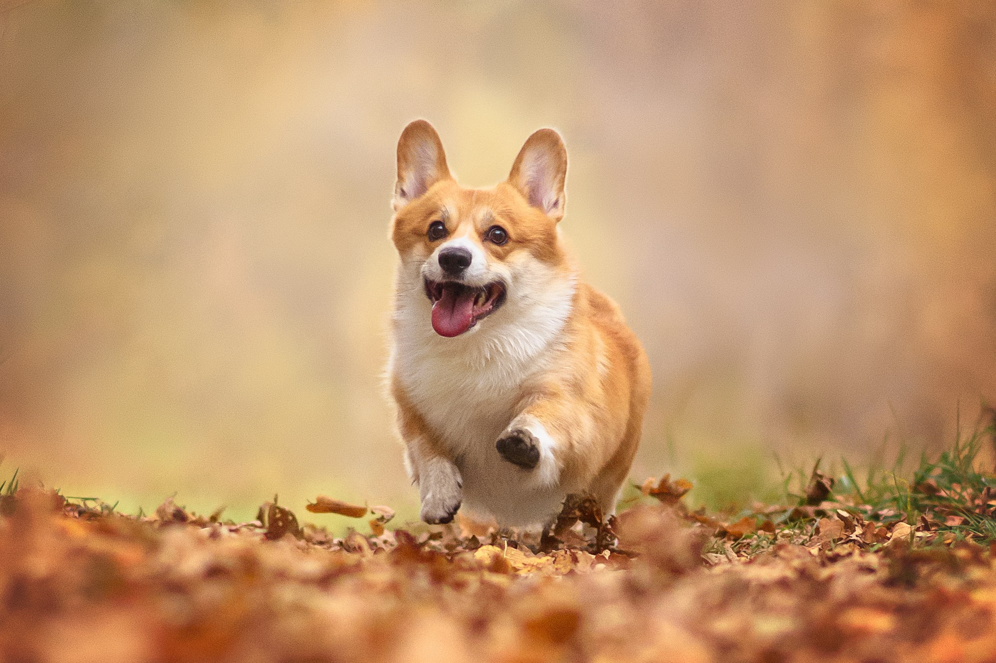 Женя и Феникс — 05.10.2024. Фотограф — Анималист | Анна Абрамова