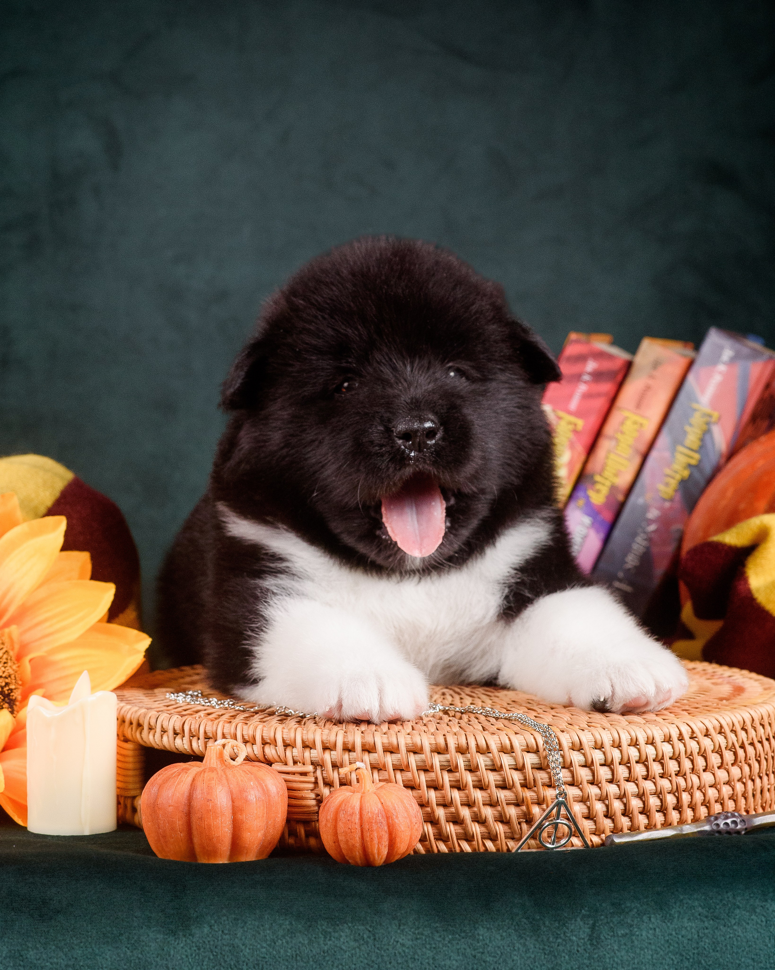 Щенки Американской Акиты — 04.11.2024. Фотограф — Анималист | Анна Абрамова