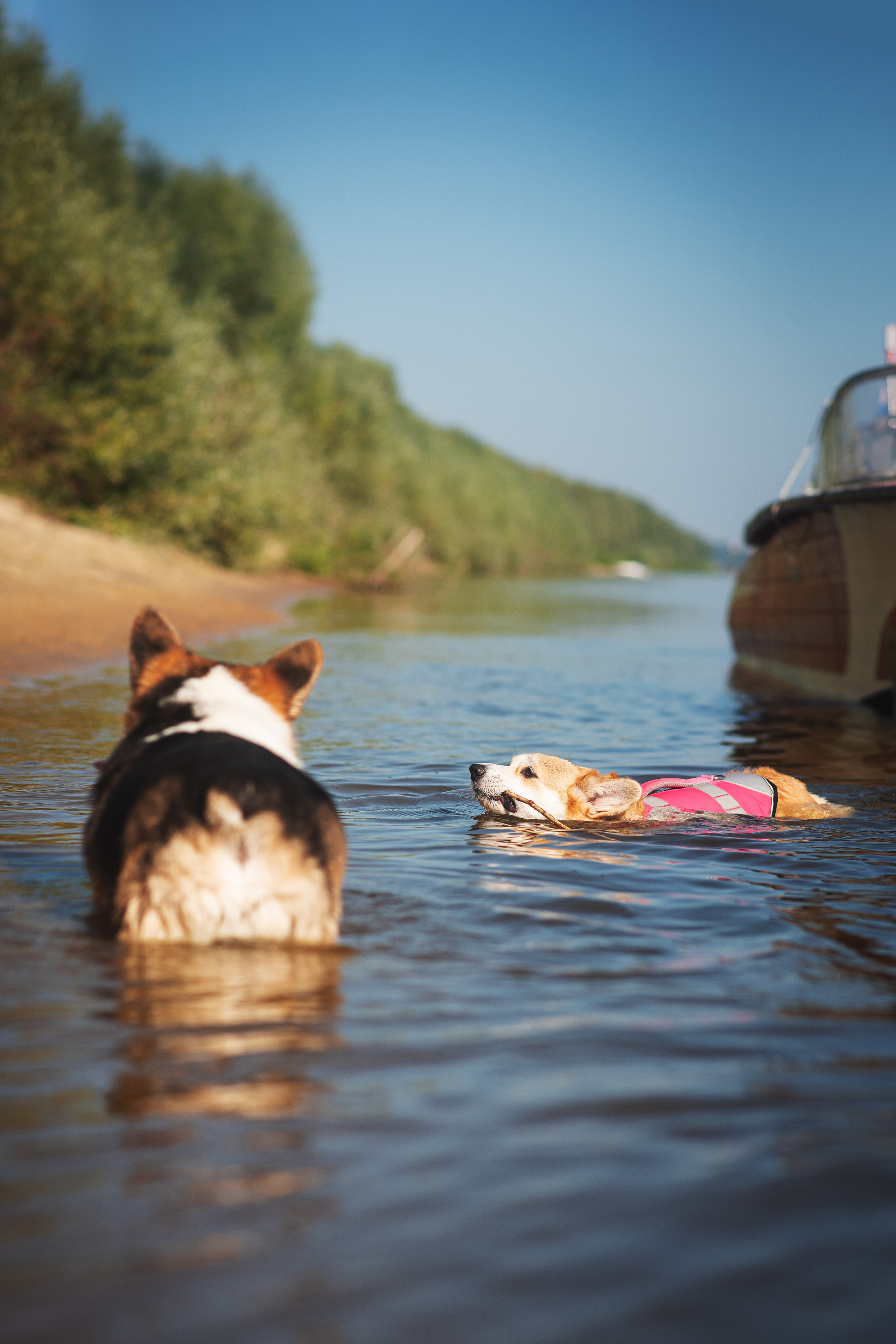 Майк и Лея — 29.08.2024. Фотограф — Анималист | Анна Абрамова