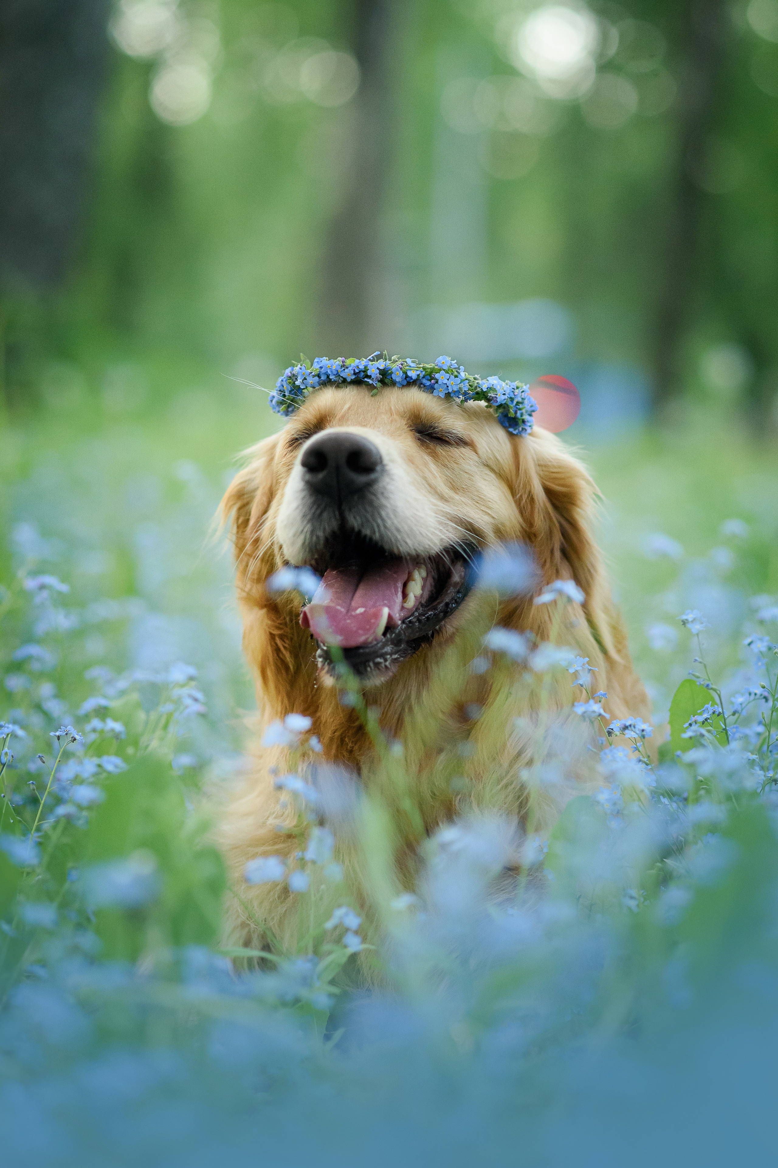 Степа, Йоки и Мята — 29.05.2024. Фотограф — Анималист | Анна Абрамова