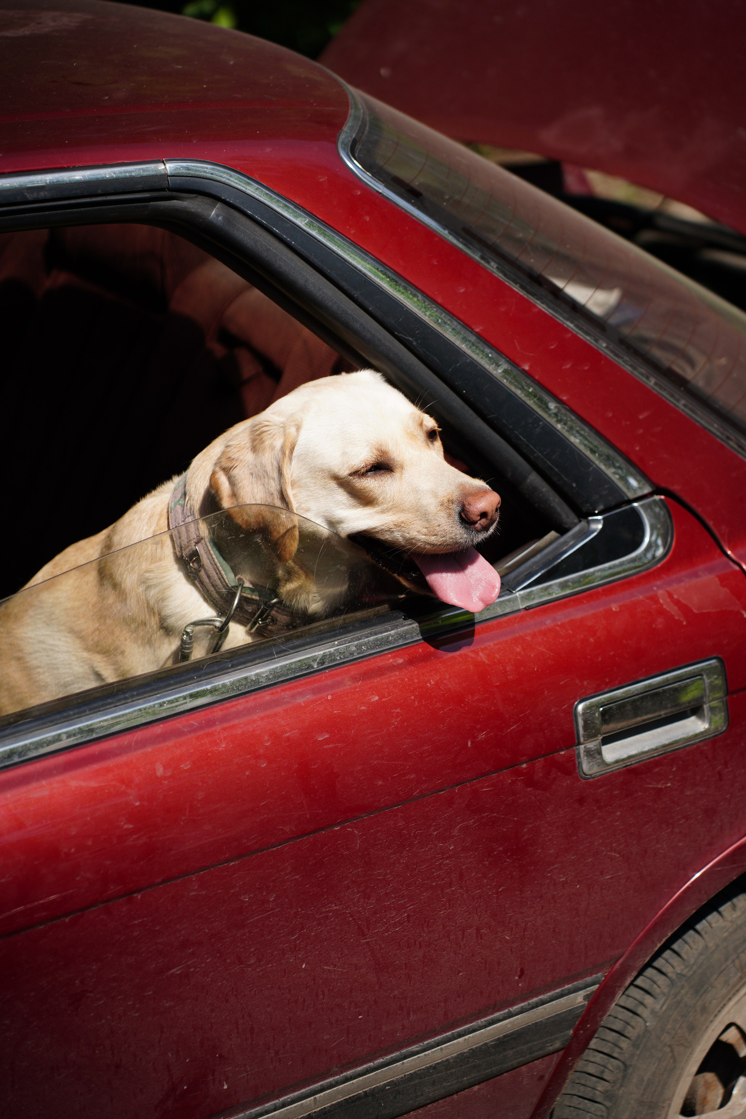 «Вело-Ящерка» Кроскантри соревнования. Pupov.png