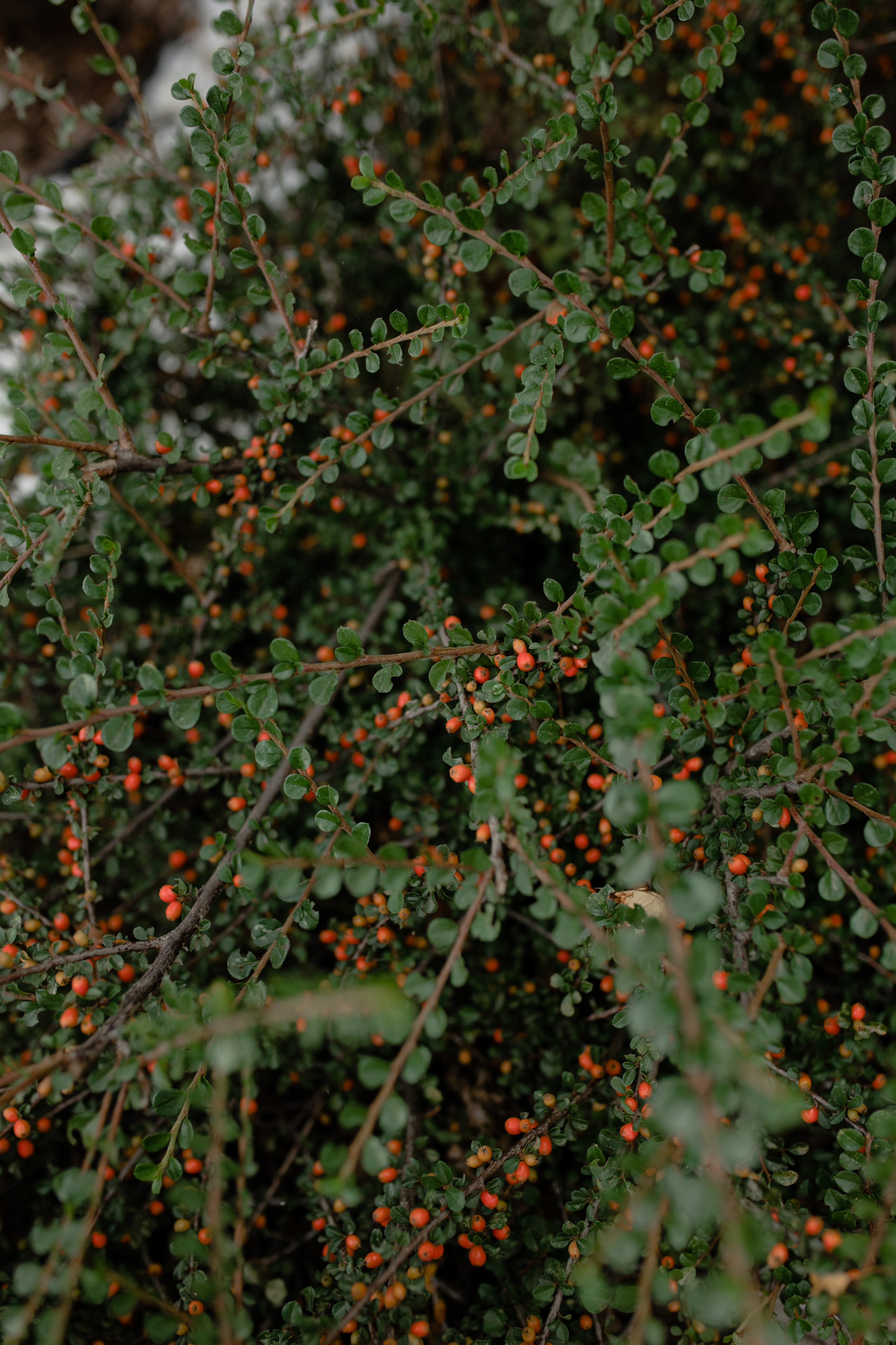 Анастасия. Профессиональный садовник. Фотограф Олеся Голева