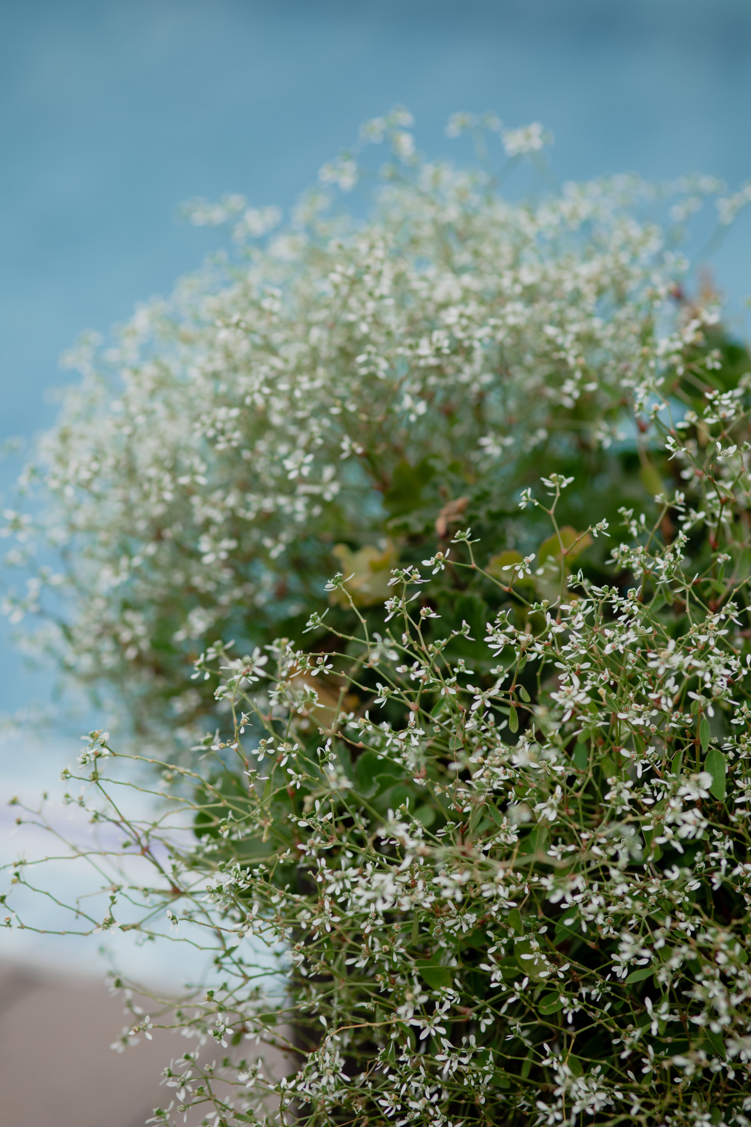 Анастасия. Профессиональный садовник. Фотограф Олеся Голева