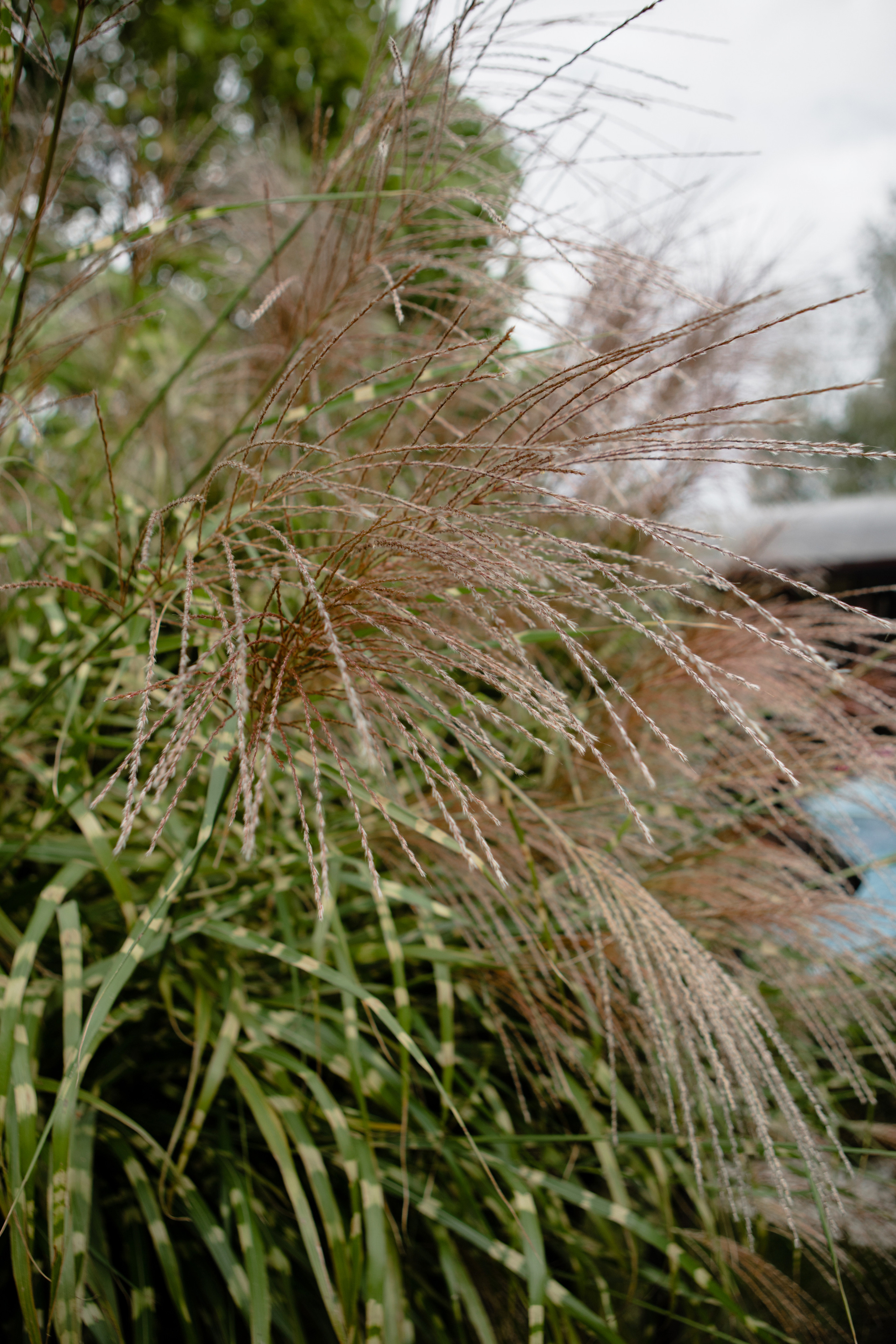 Анастасия. Профессиональный садовник. Фотограф Олеся Голева