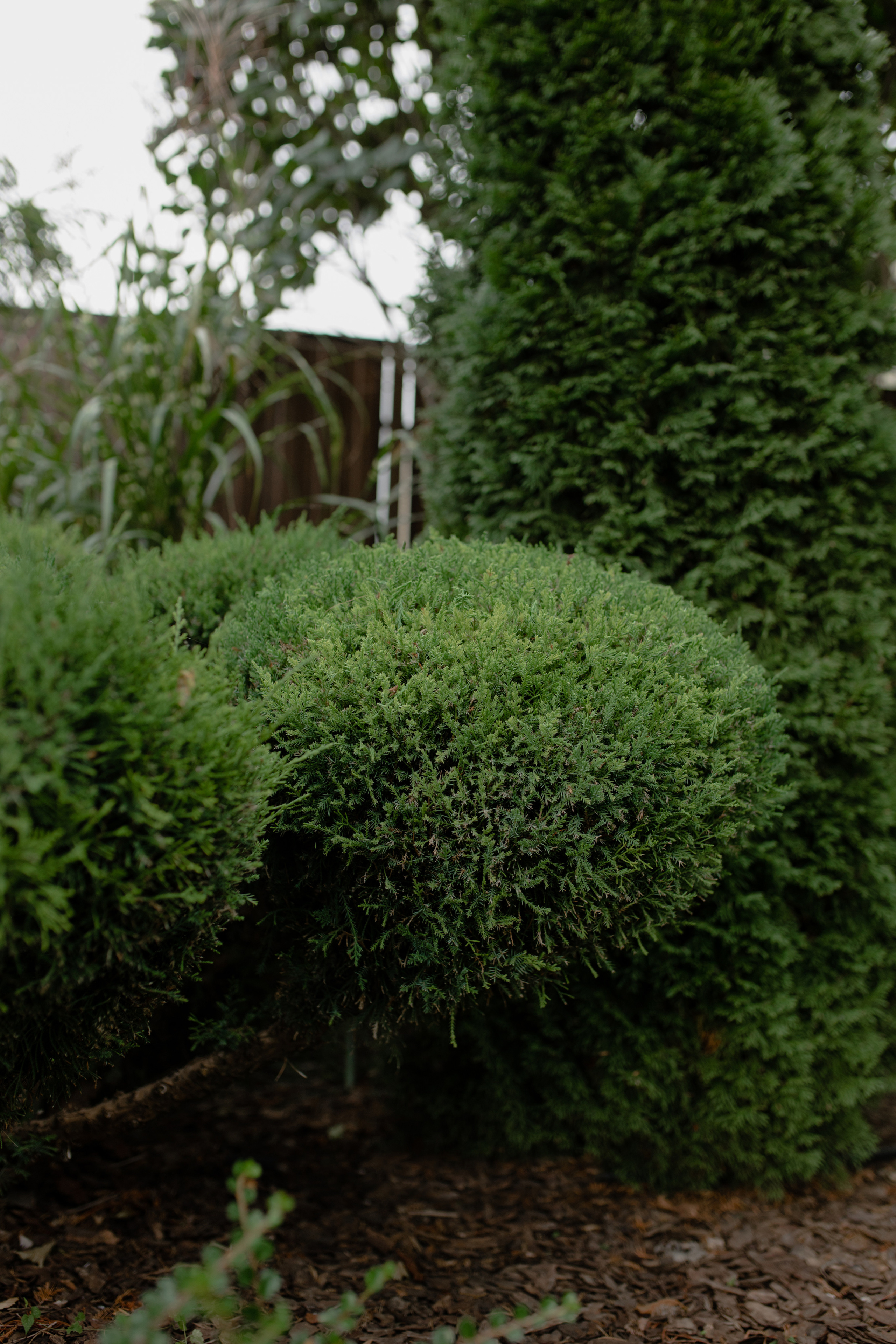 Анастасия. Профессиональный садовник. Фотограф Олеся Голева