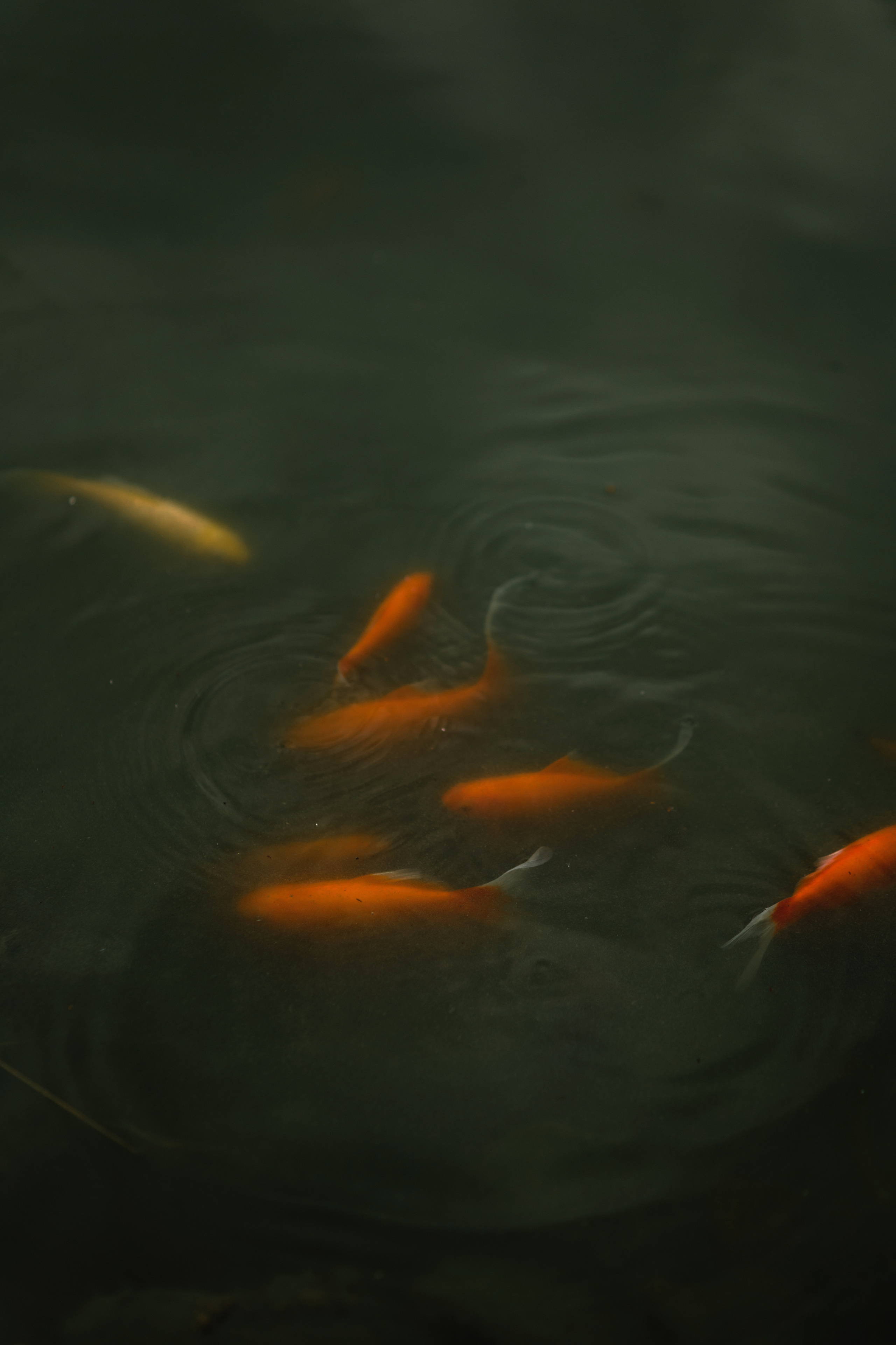 Анастасия. Профессиональный садовник. Фотограф Олеся Голева