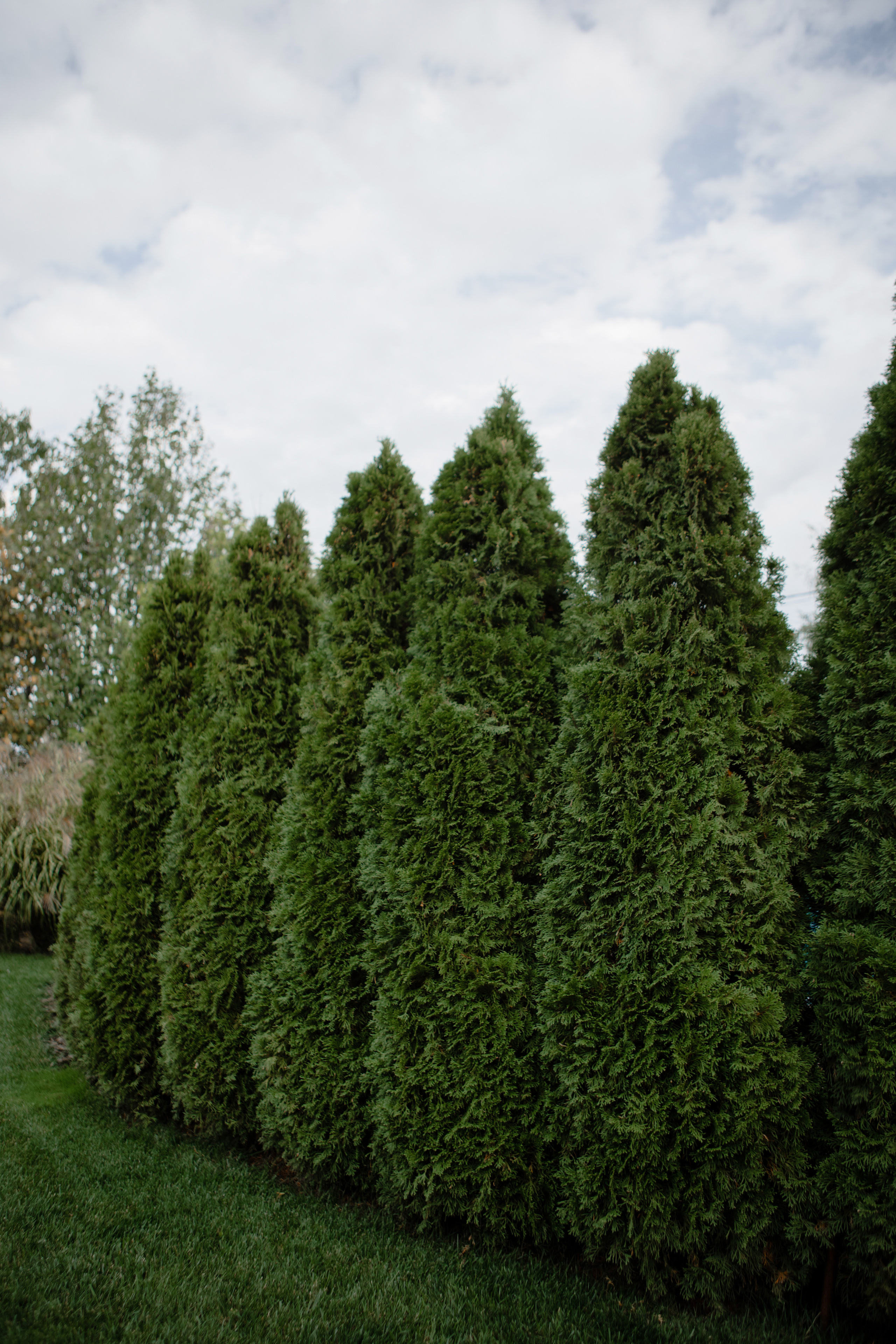 Анастасия. Профессиональный садовник. Фотограф Олеся Голева