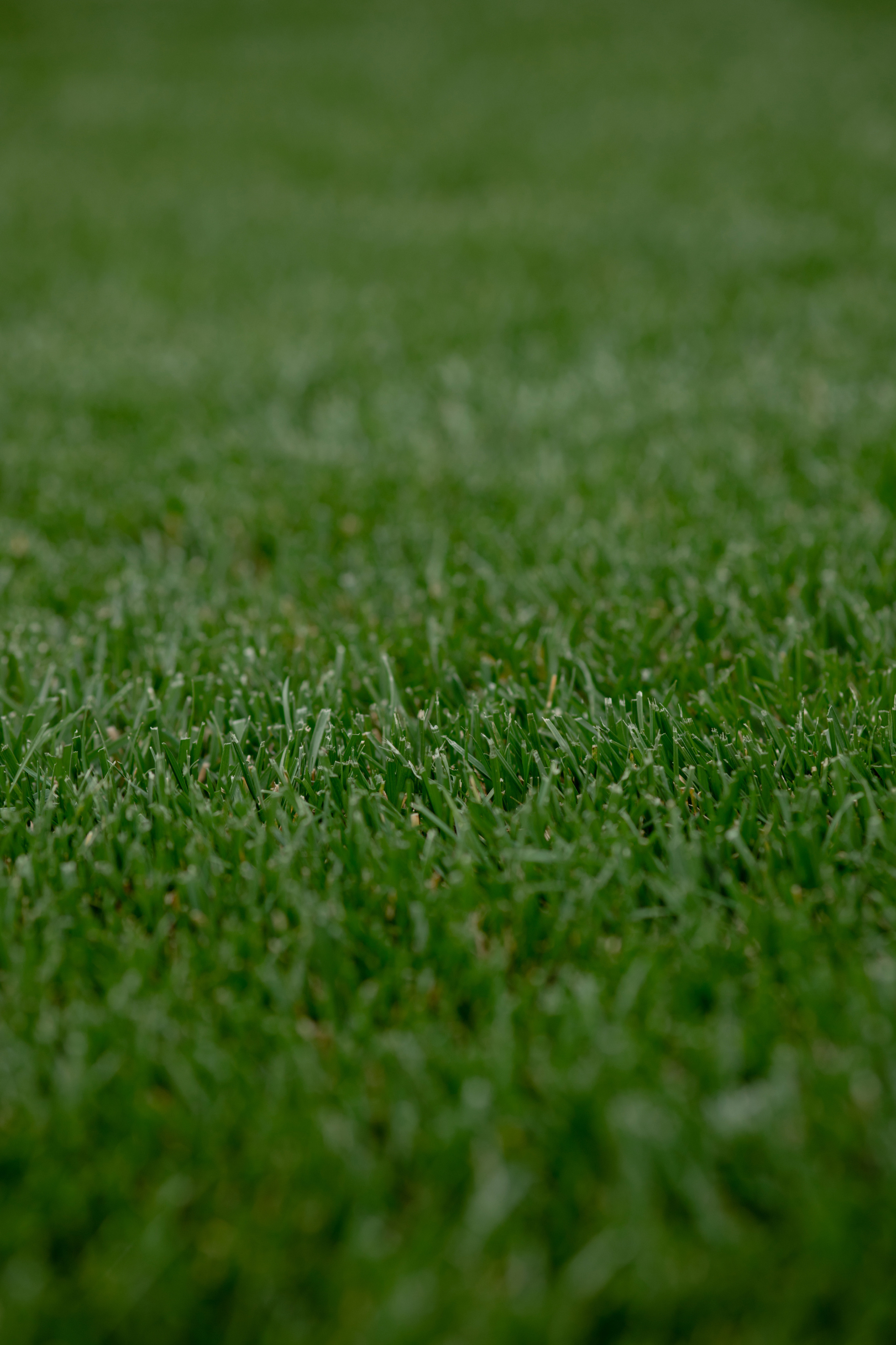 Анастасия. Профессиональный садовник. Фотограф Олеся Голева