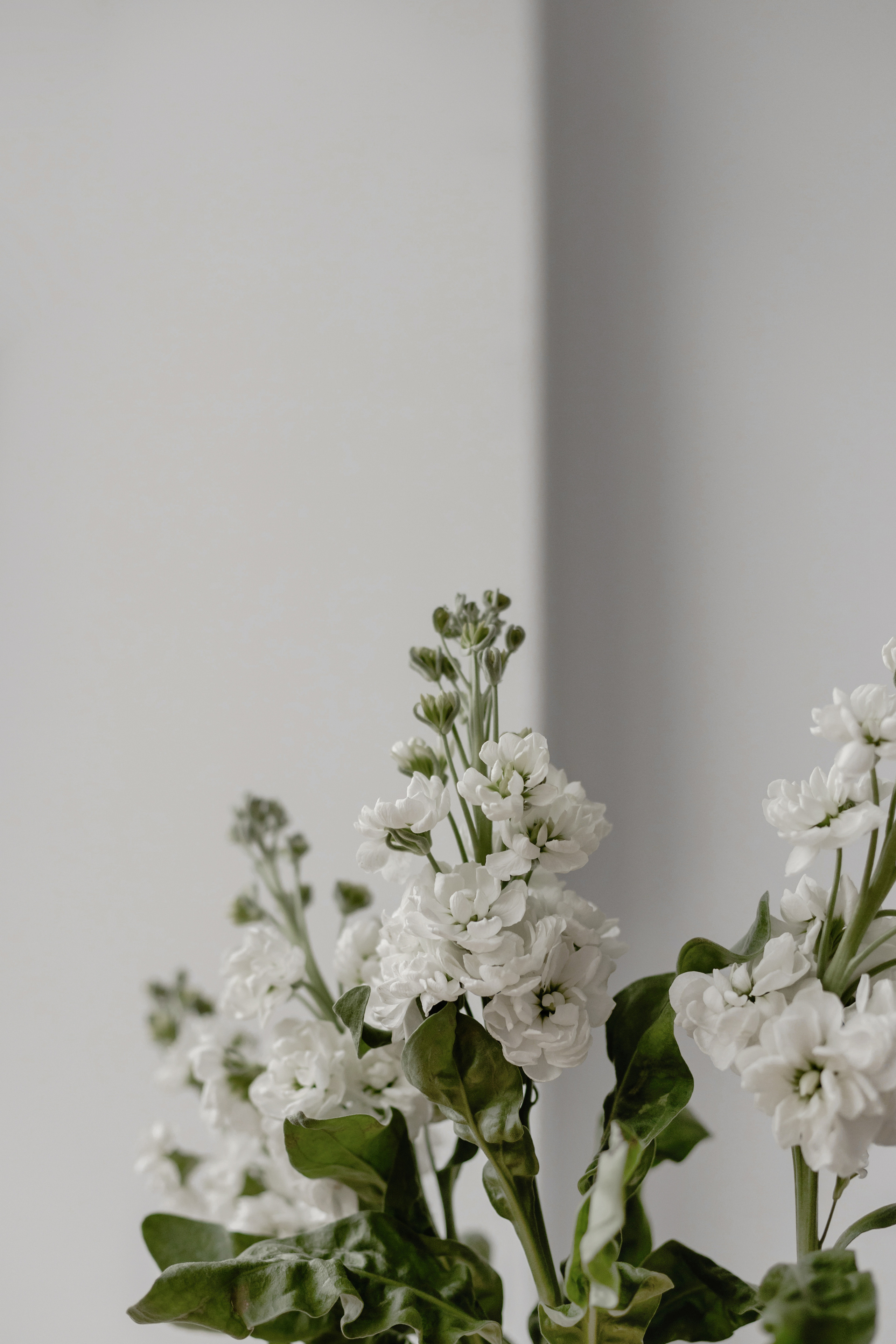 Lemo. Флористика. Фотограф Олеся Голева