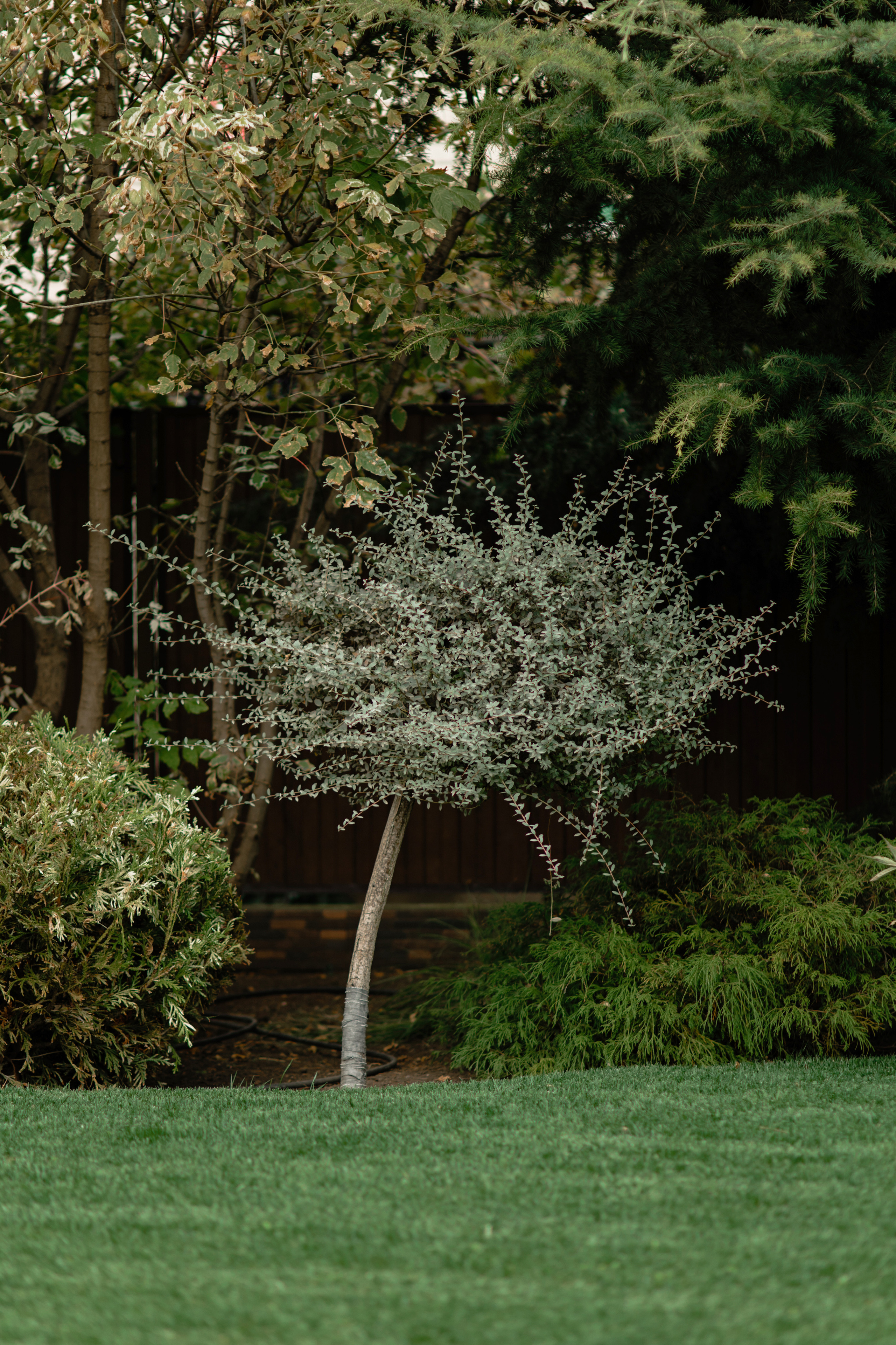 Анастасия. Профессиональный садовник. Фотограф Олеся Голева