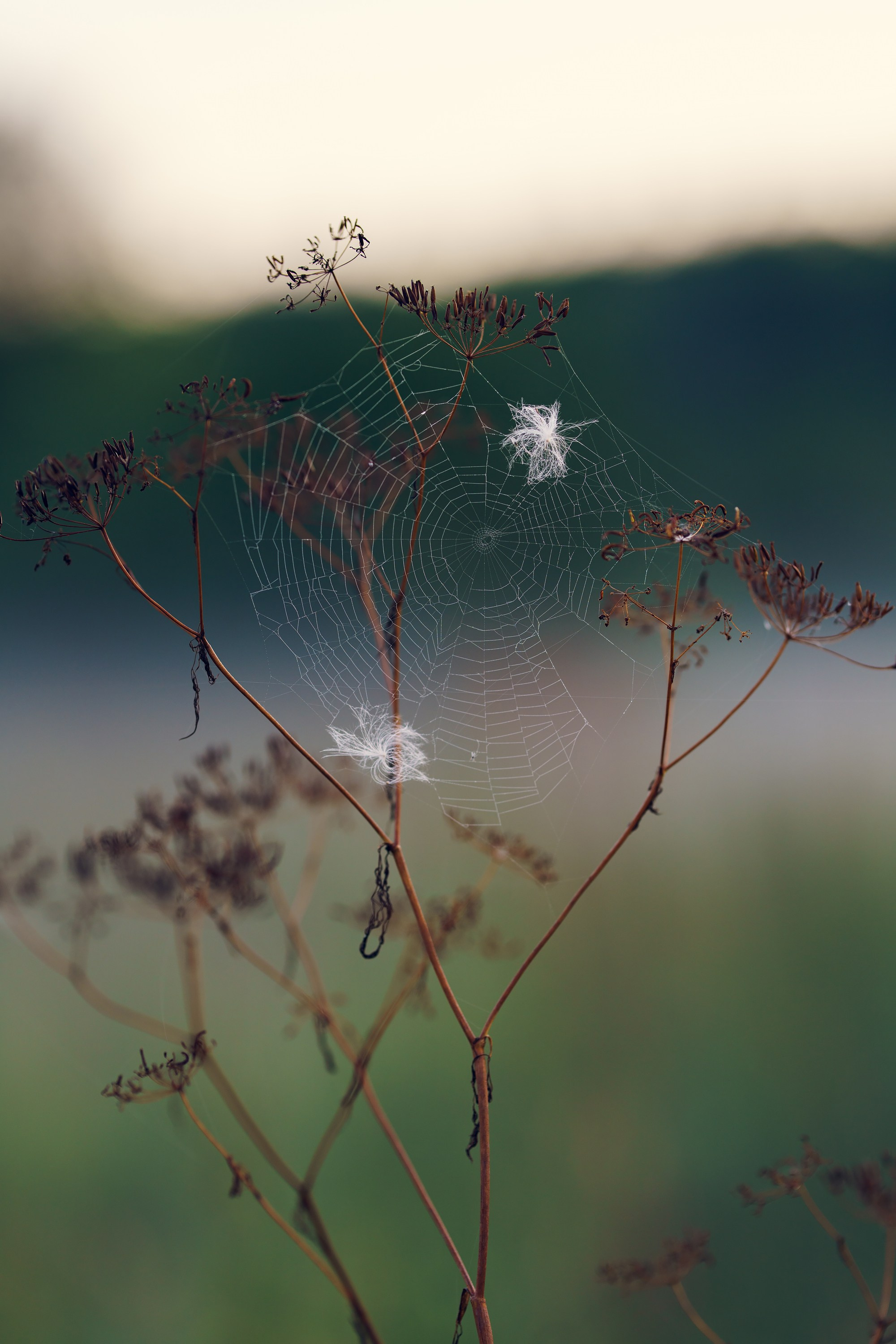 Фотографии Национальный парк Угра. Фотограф спортивные события, недвижимость, турбизнес