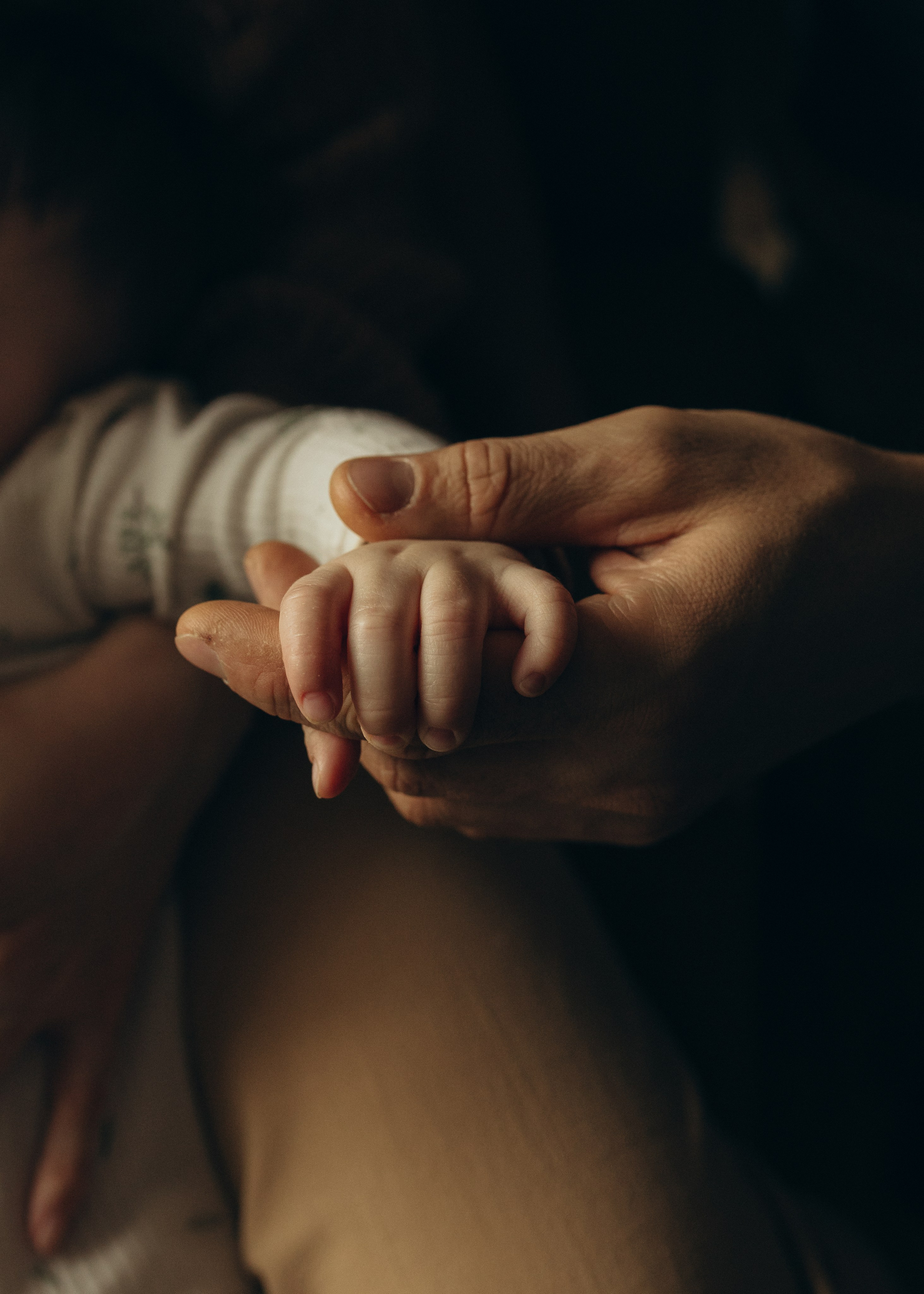 Домашняя история. Meryfotoidea