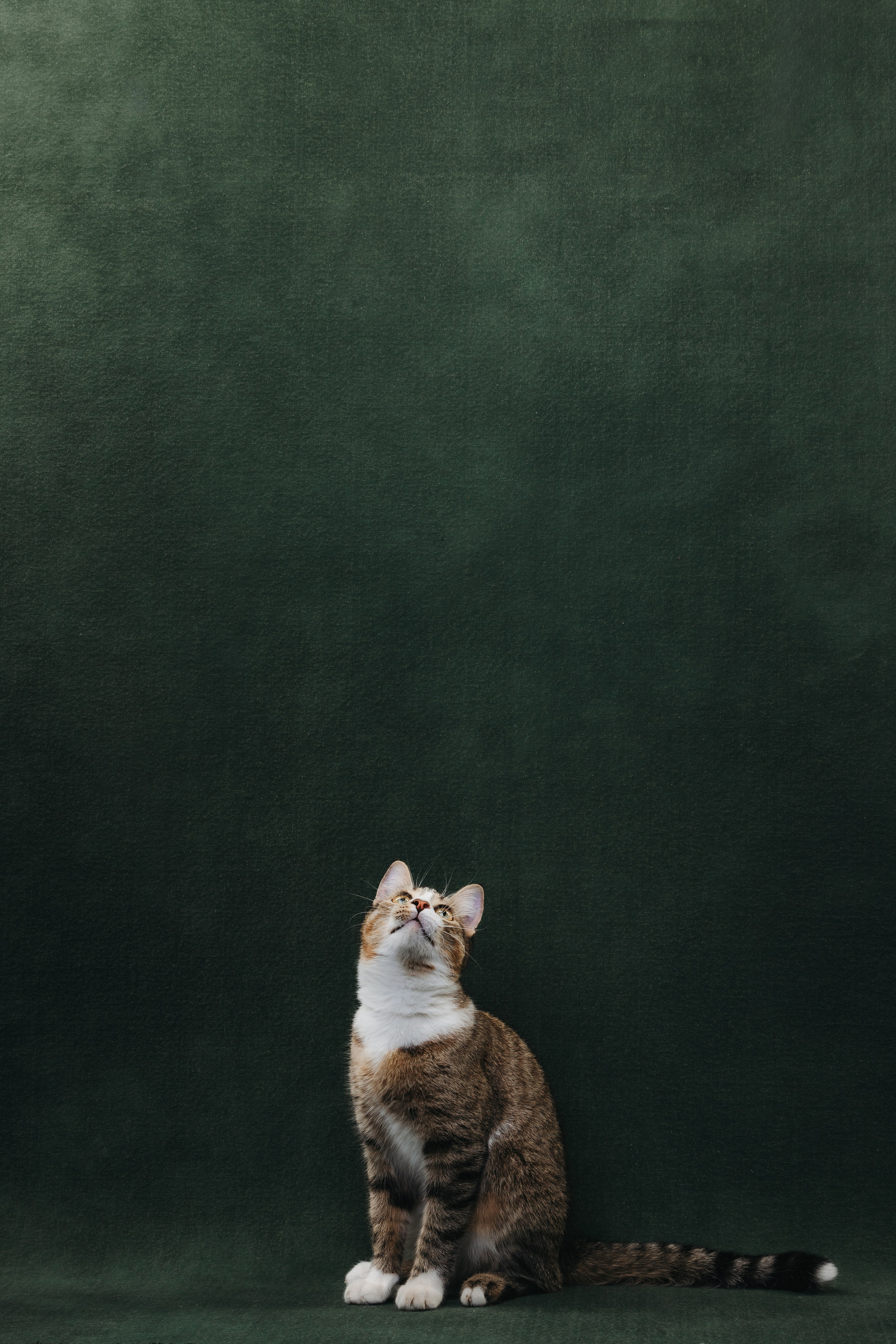 Коты Сет и Квентин. Фотограф анималист Осипчикова Мария