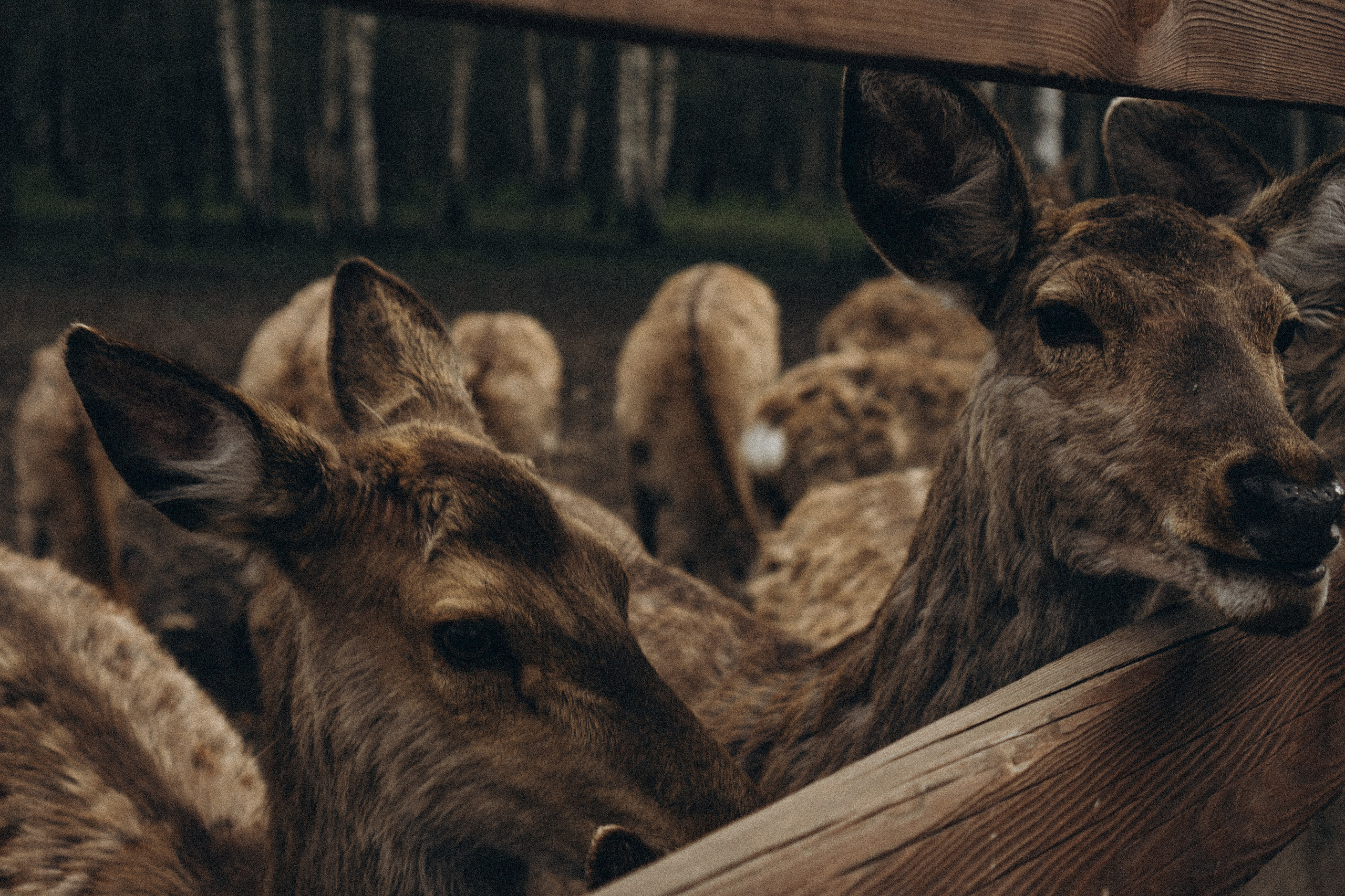ОЛЕНЬЯ ФЕРМА В ТВЕРИ. Профессиональный фотограф, Санкт-Петербург — Виктория Богомолова